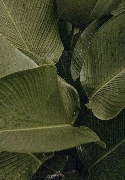 Close-up of large green tropical leaves overlapping each other.
