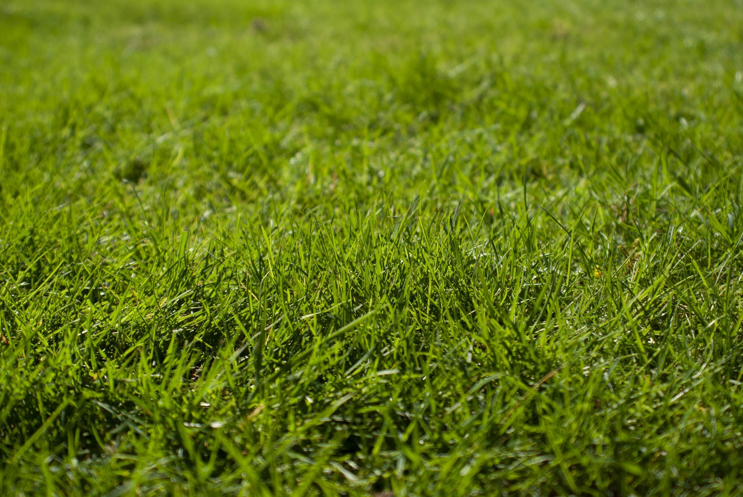 Close-up of a green grassy field under sunlight.