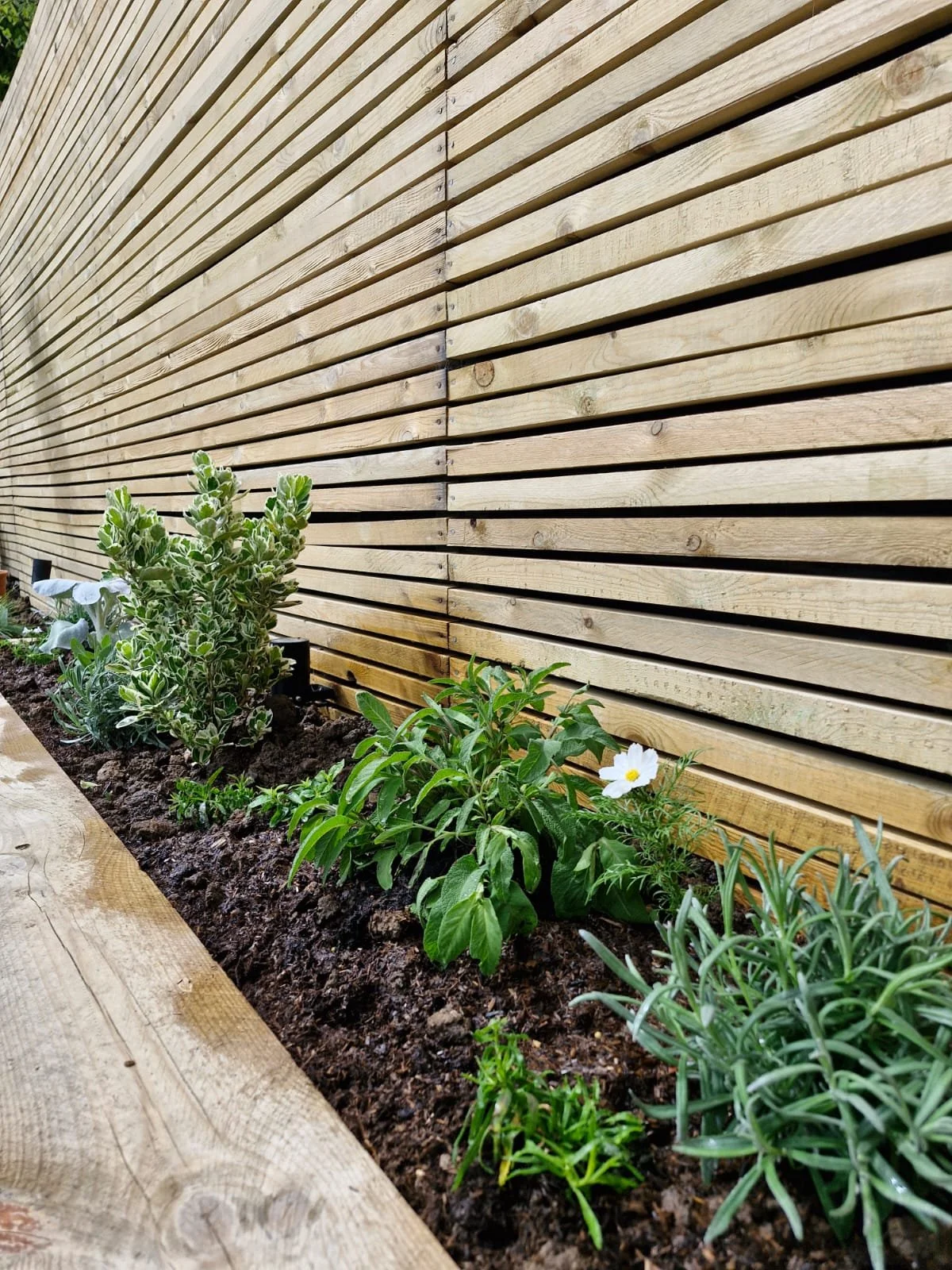 plants in soil against a modern fence