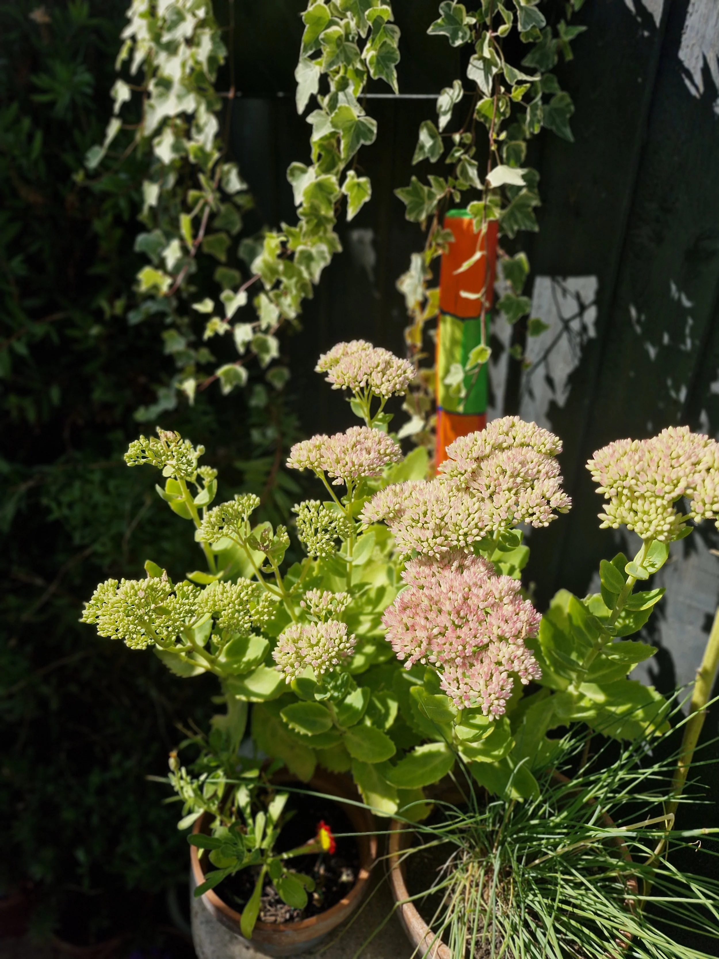 sedum ice plant