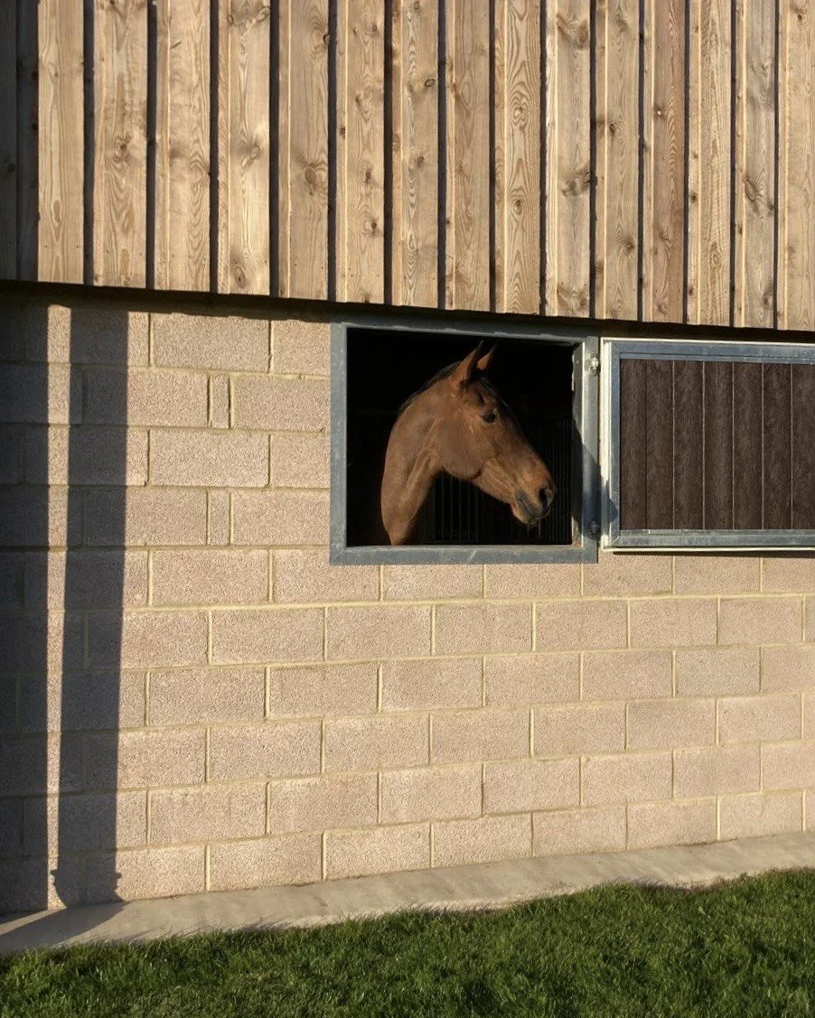 A brown horse looking out from a small window in a stable wall, with a wooden building above and trimmed grass below.