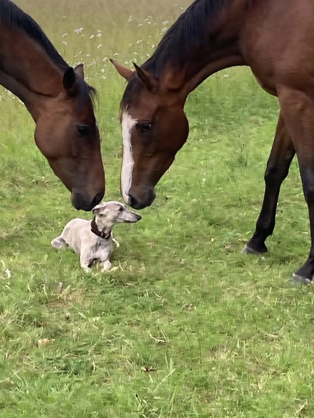Two adult horses and a puppy are touching noses on a grassy field.