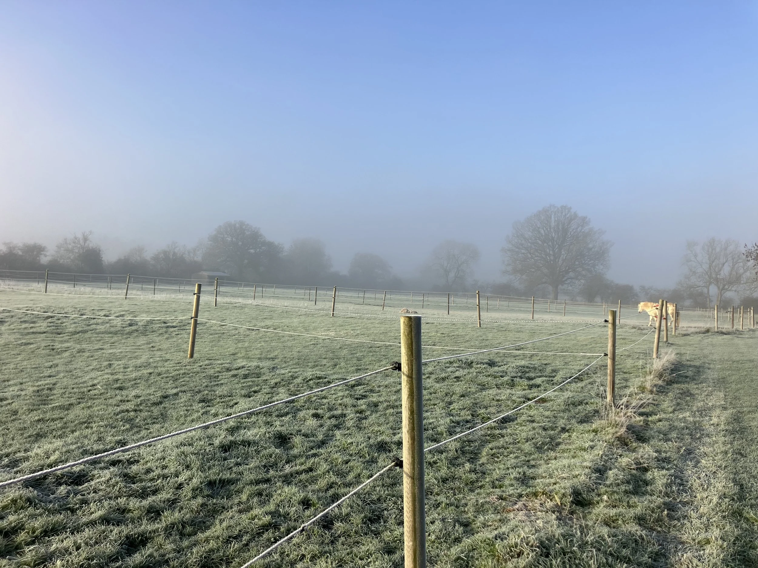 A grassy field enclosed by wooden posts and white rope fencing, with a horse on the right side, and trees in the distance through a foggy or misty atmosphere on a clear day.