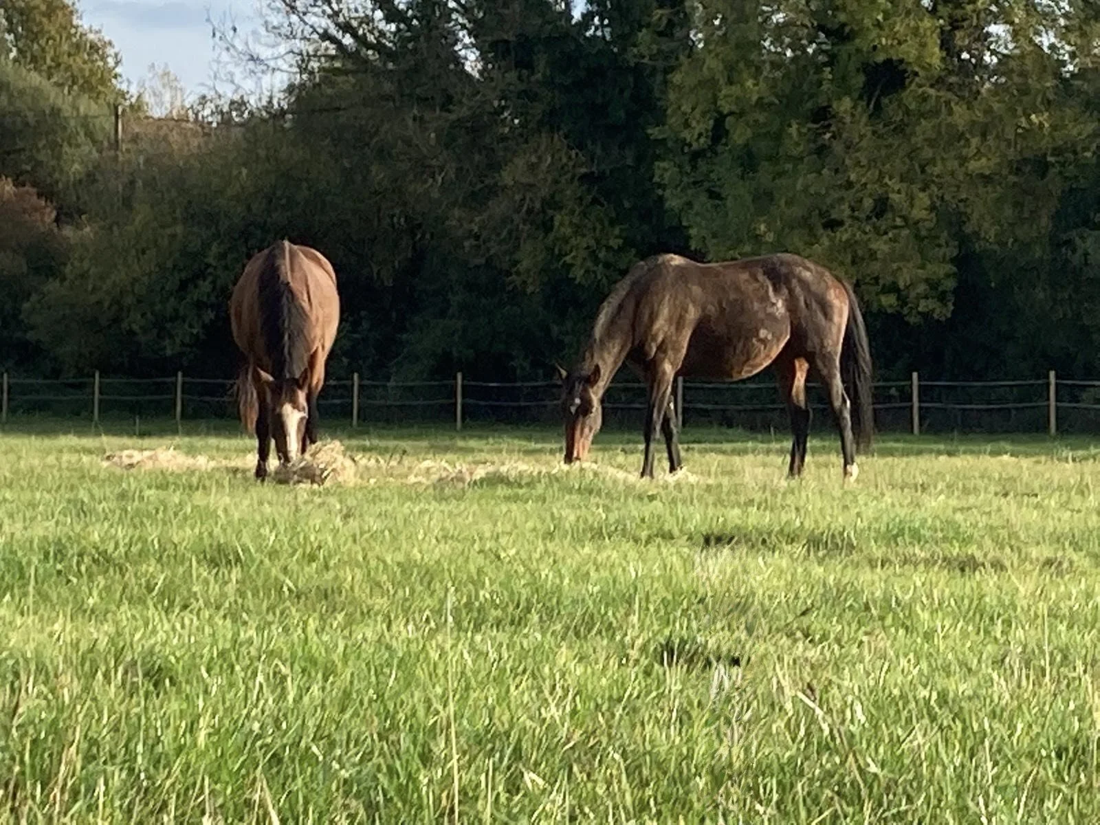 Two horses grazing in a green pasture with trees in the background.