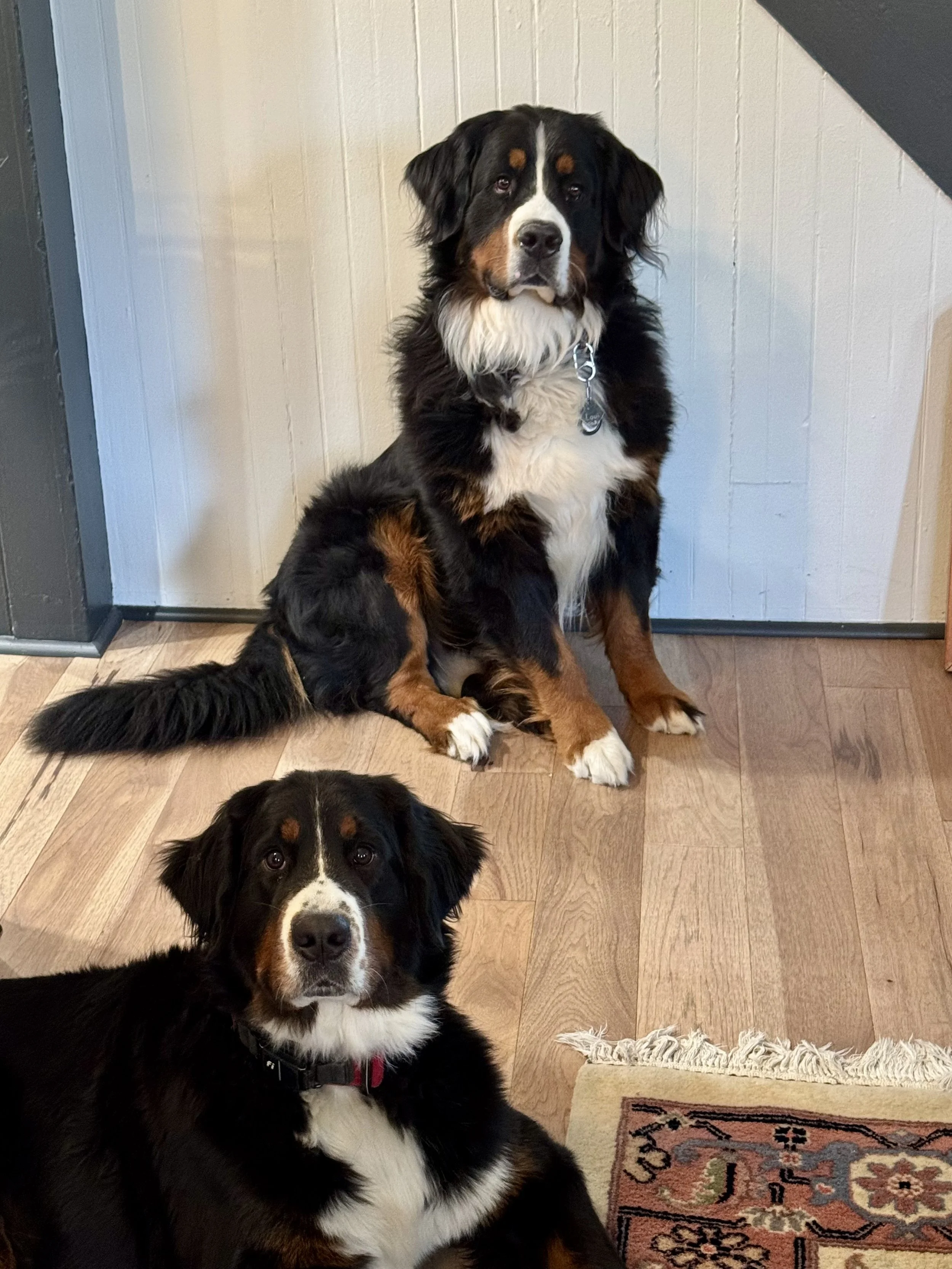 Two Bernese Mountain Dogs sitting on a hardwood floor in front of a white wooden wall, one larger at the back and one smaller at the front.