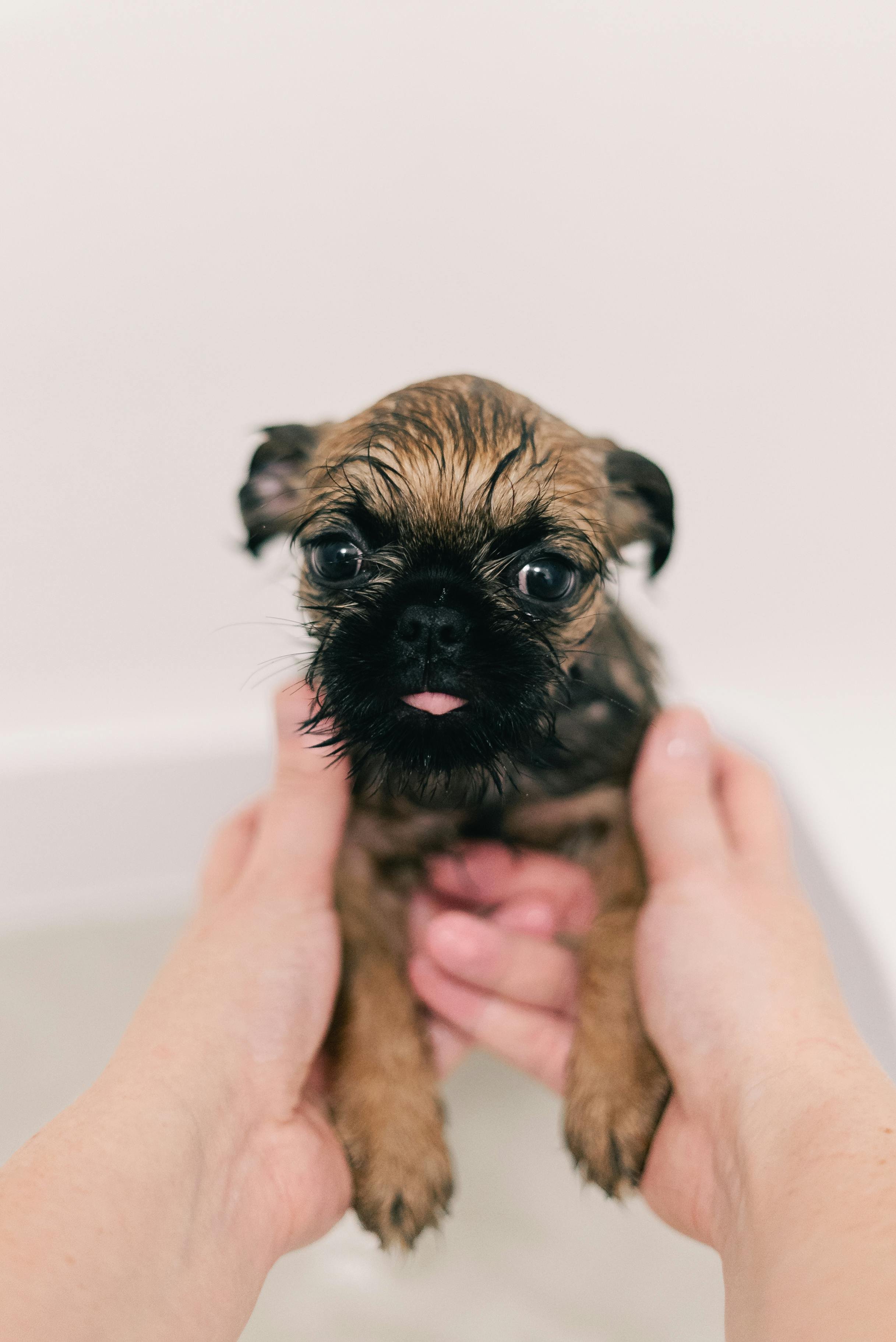 Puppy Pit Stop Package