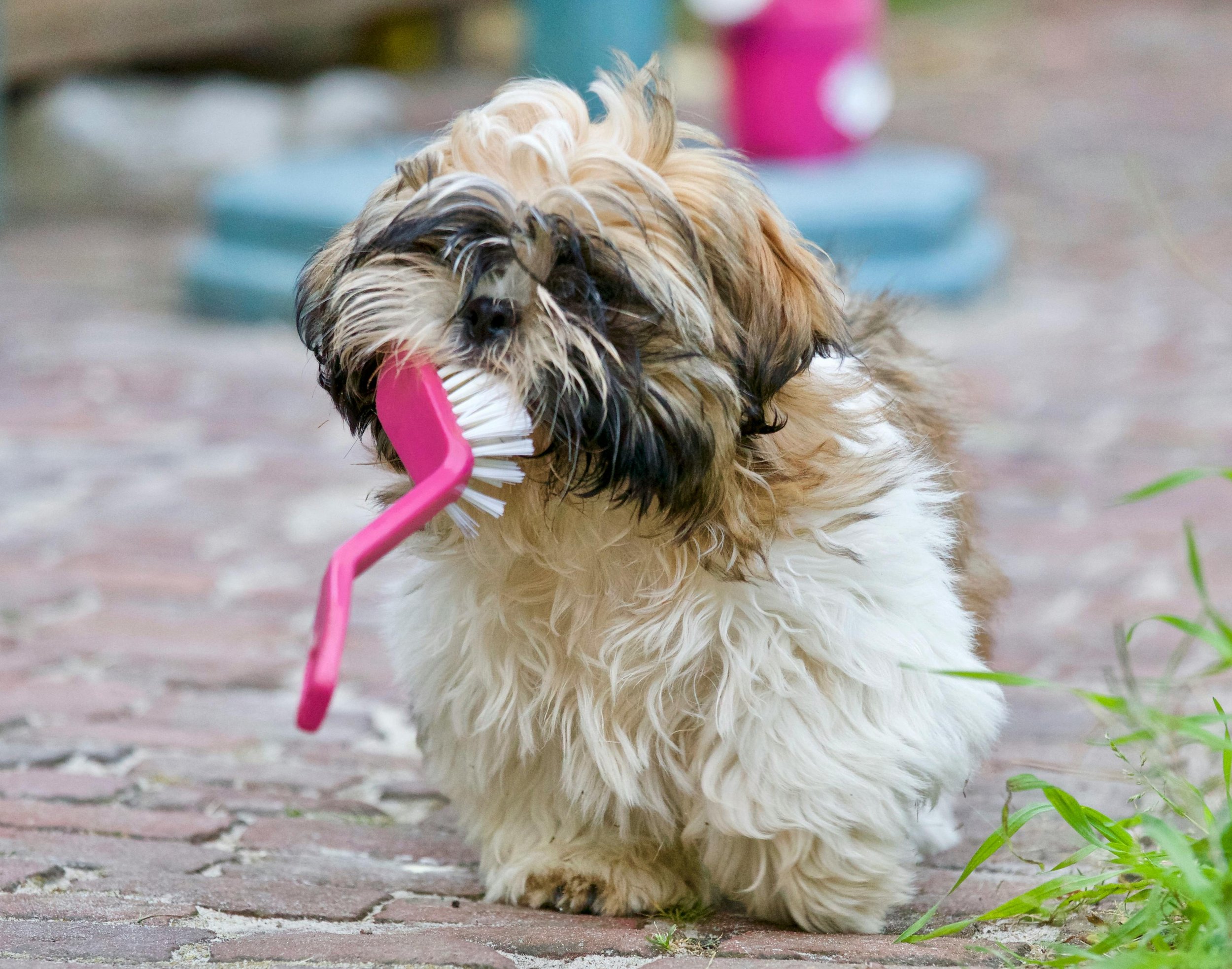 De-Fleaing Treatment Package