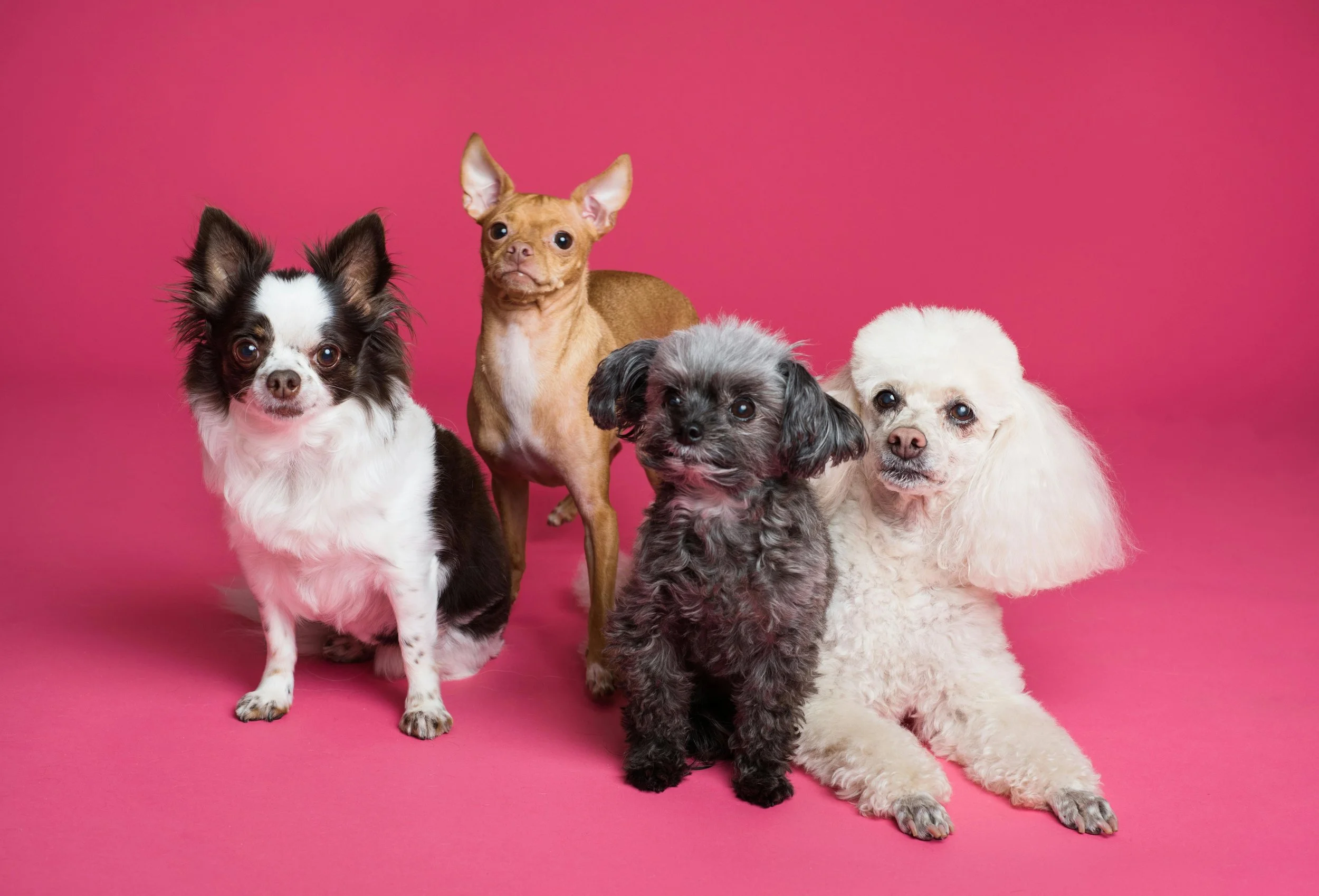 Group of four small dogs sitting on a pink background, including a black and white Chihuahua, a tan Chihuahua, a black curly-haired dog, and a white poodle.