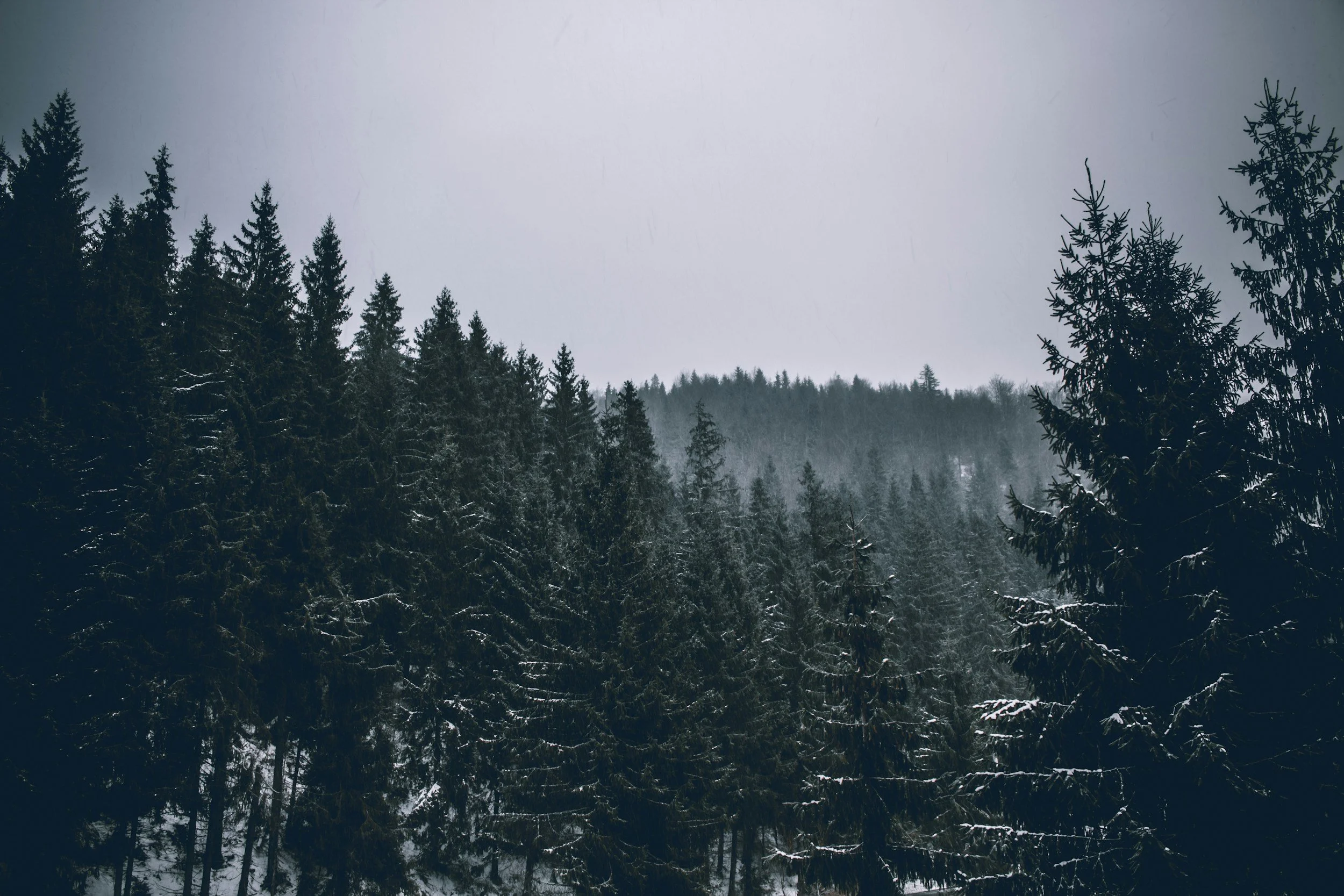A forest covered in snow during winter, with tall evergreen trees and a cloudy sky.
