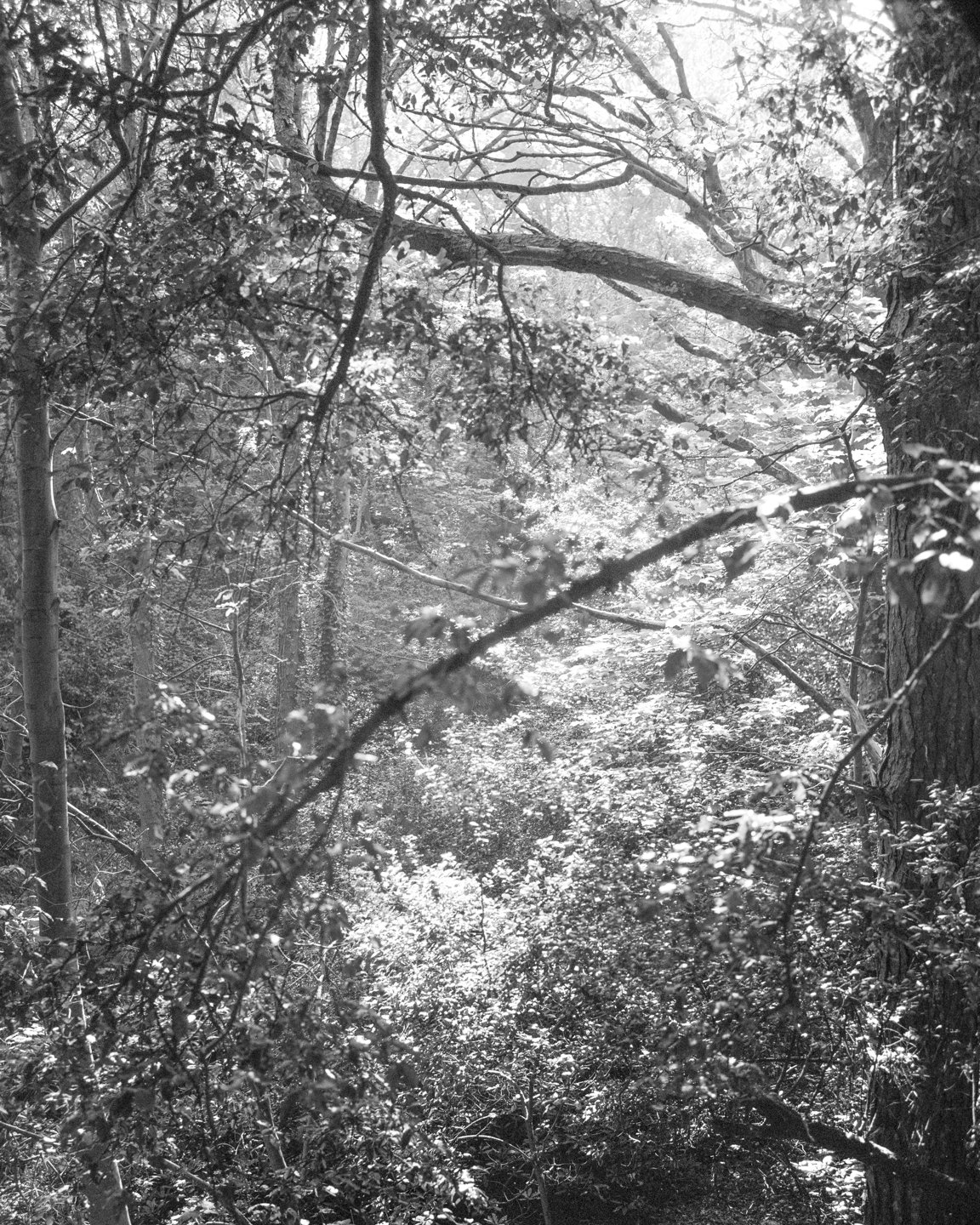 Picture 002 copy.jpg