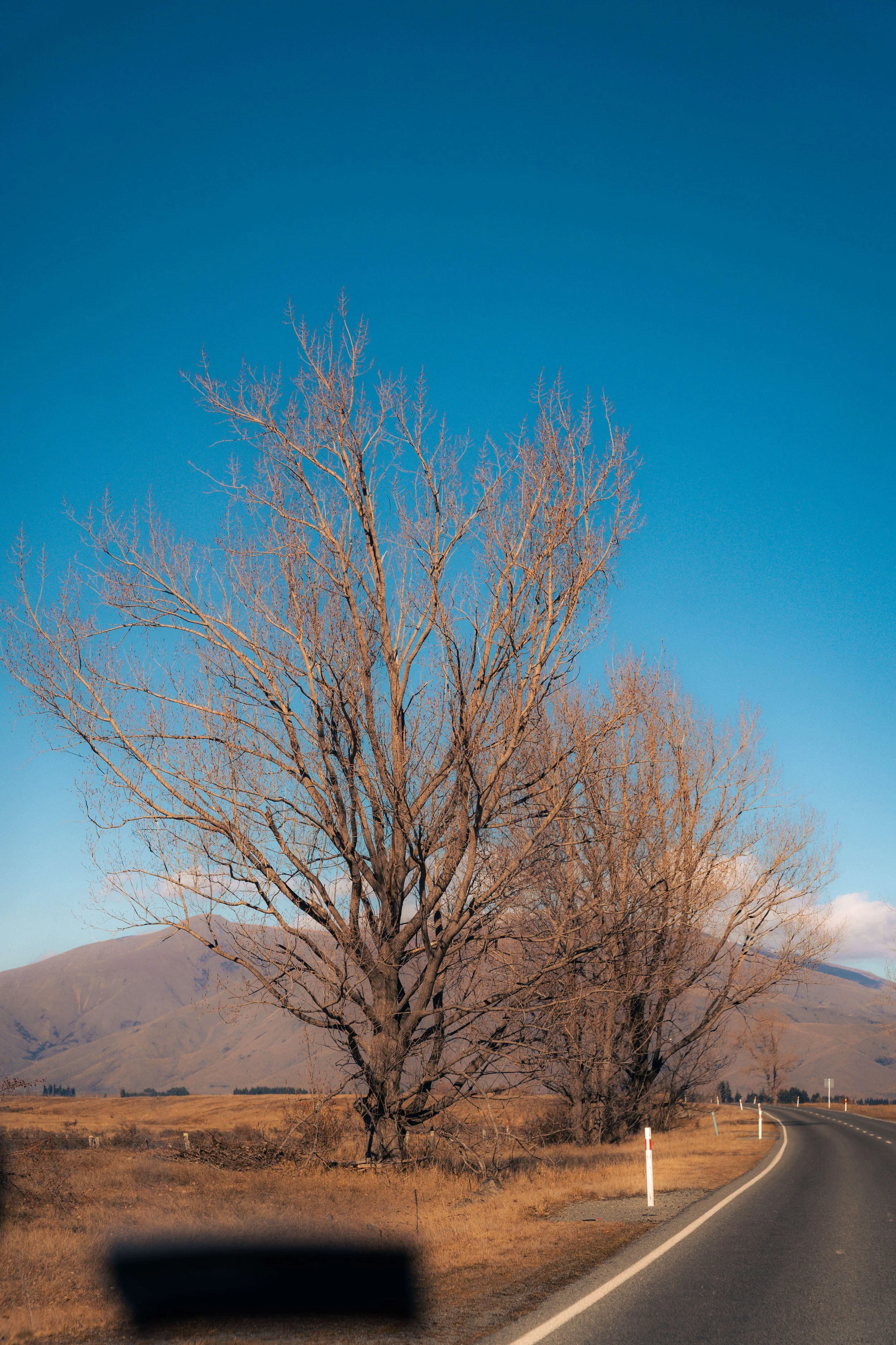 NZ-82-5.jpg
