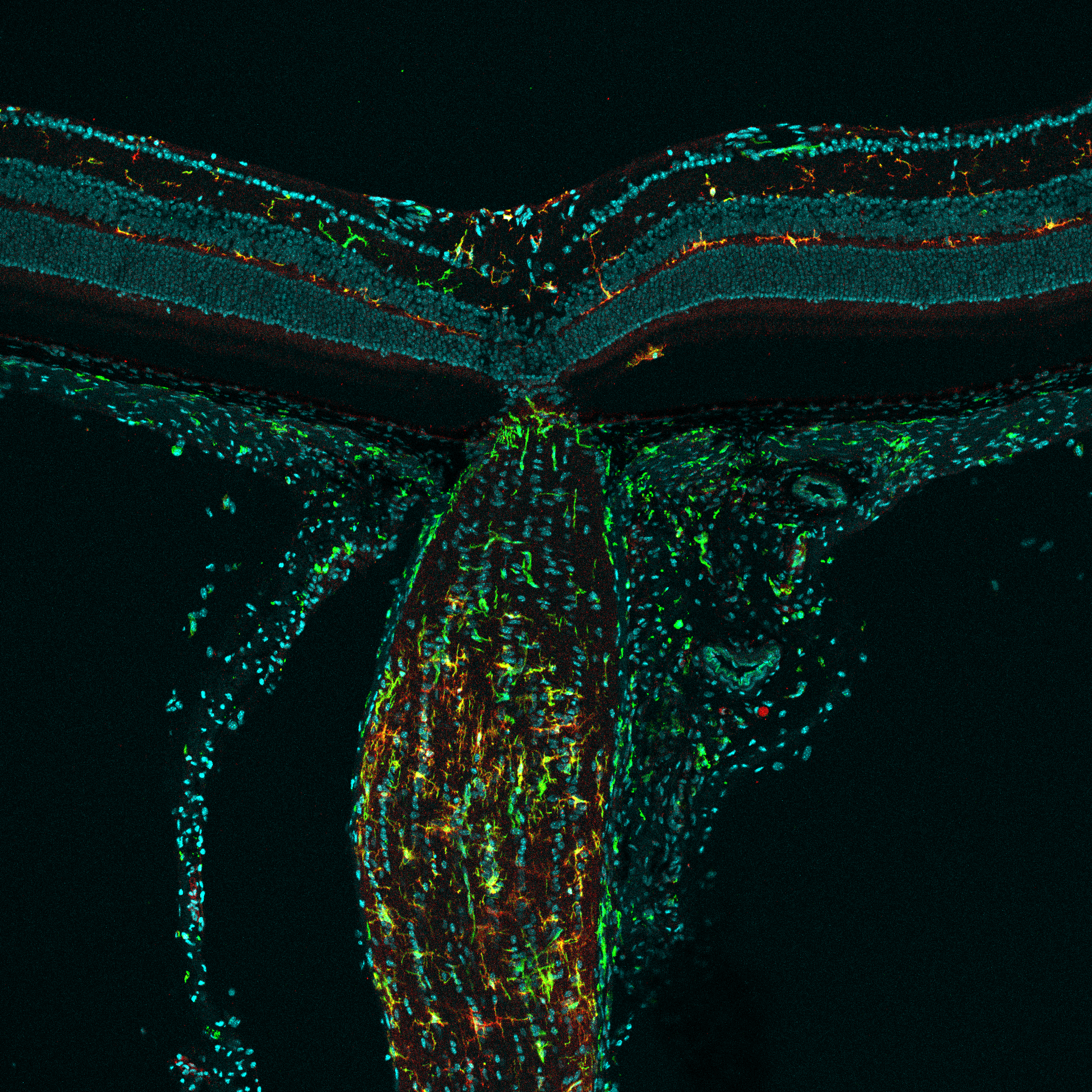 Microscopic view of a biological tissue with colorful stained structures against a black background.