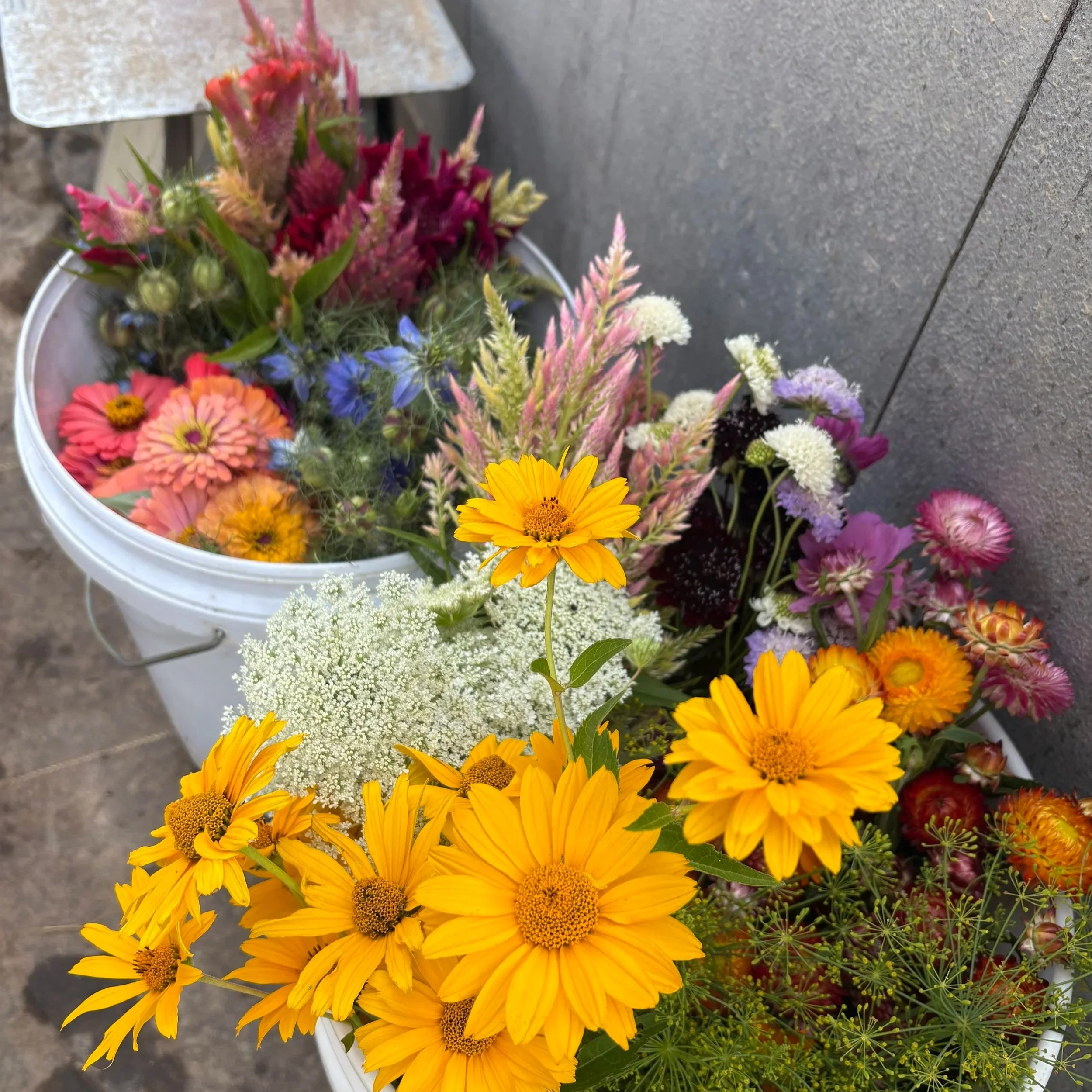 Colorful bouquet of various flowers, including yellow daisies, white lace-like flowers, pink and purple blooms, in a white bucket on a concrete surface.