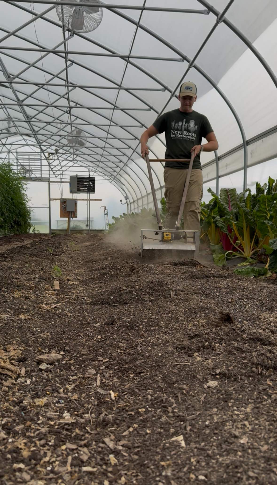 A man in a baseball cap and dark T-shirt operating a garden tiller inside a tunnel greenhouse, with rows of leafy plants on the sides.