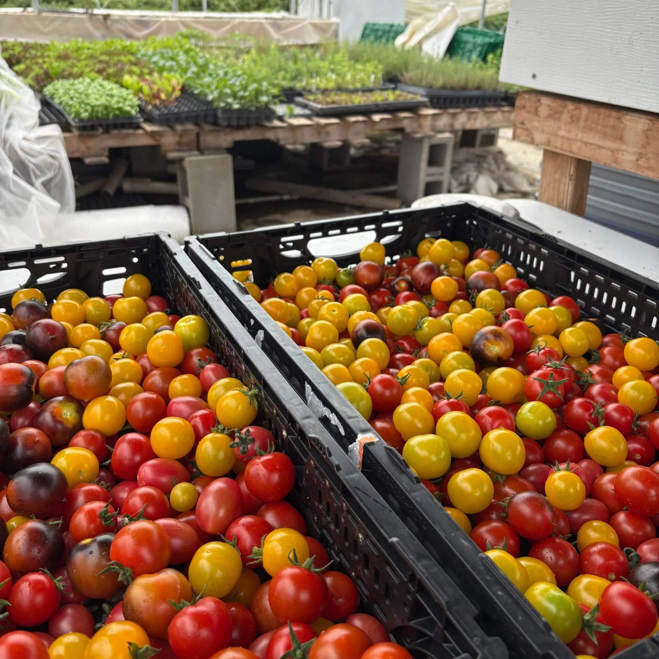 Tray filled with colorful cherry tomatoes, mainly yellow, red, and purple, in a greenhouse or farm setting.