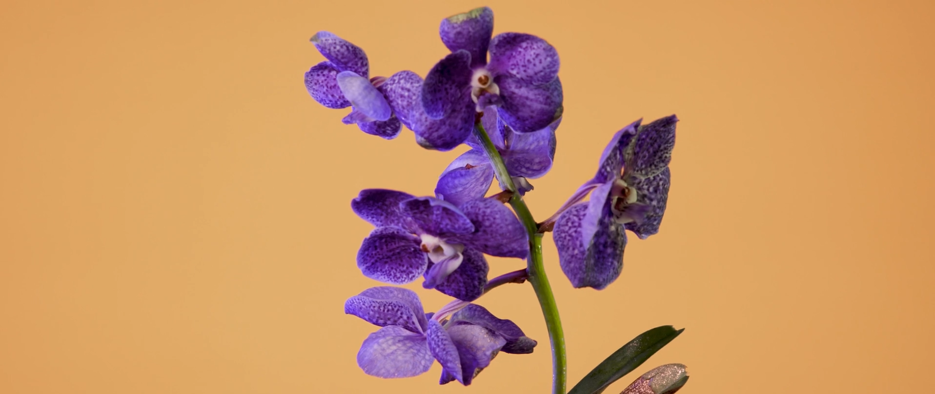 Fleurs en Couleur