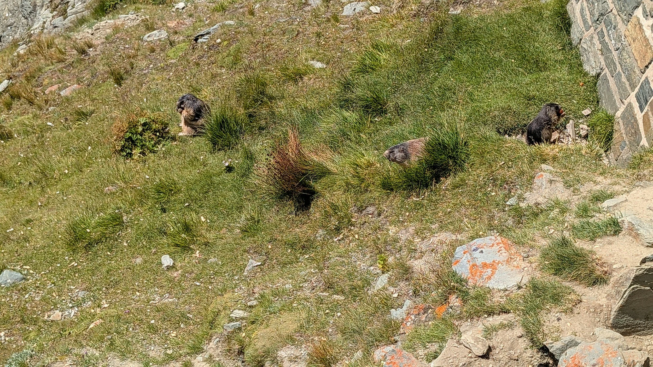 CNYs Best Rodent Removal Service