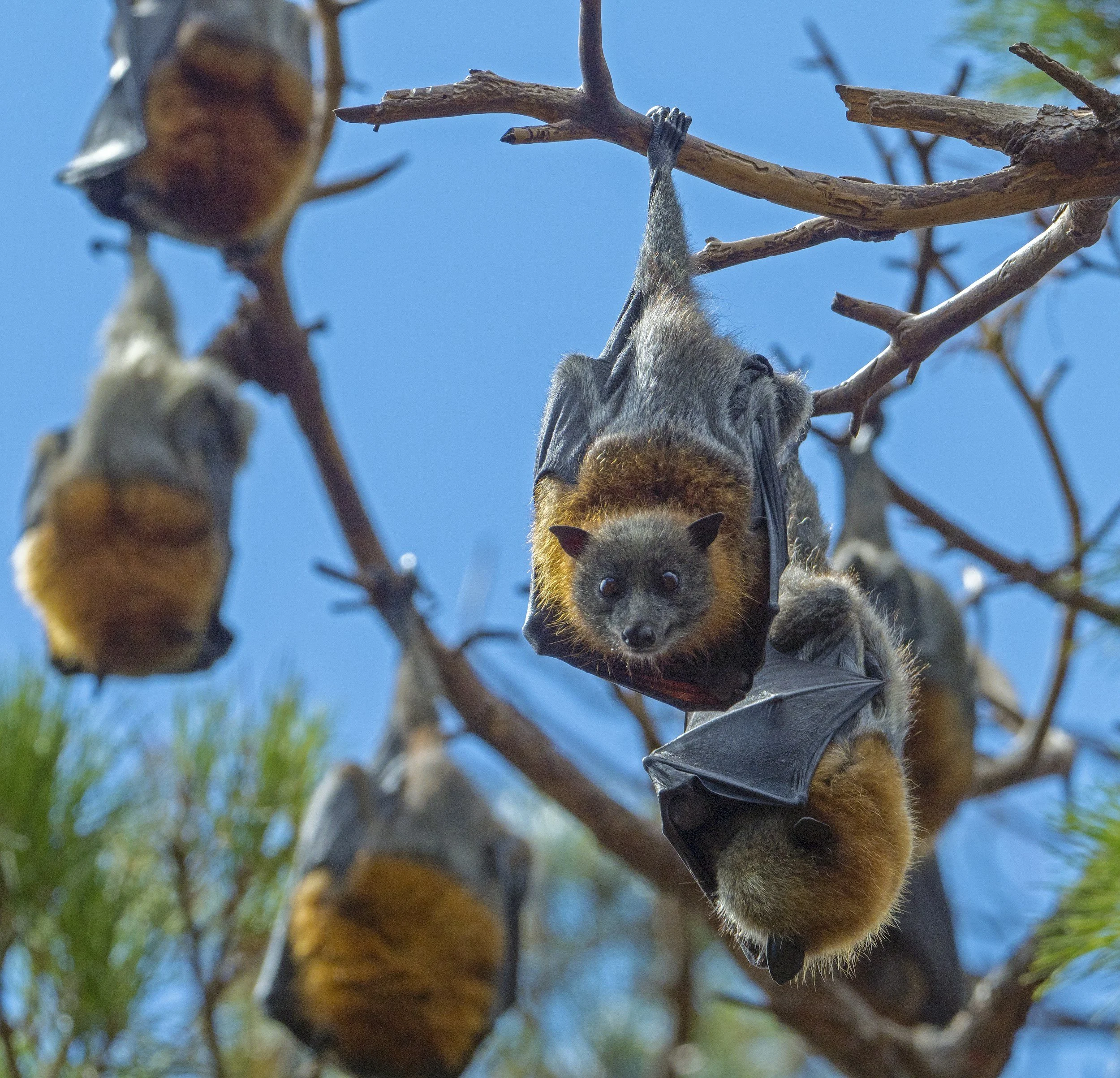 A bat hanging upside down from a tree branch with its face visible, surrounded by other bats hanging from branches on a bright day with a blue sky.