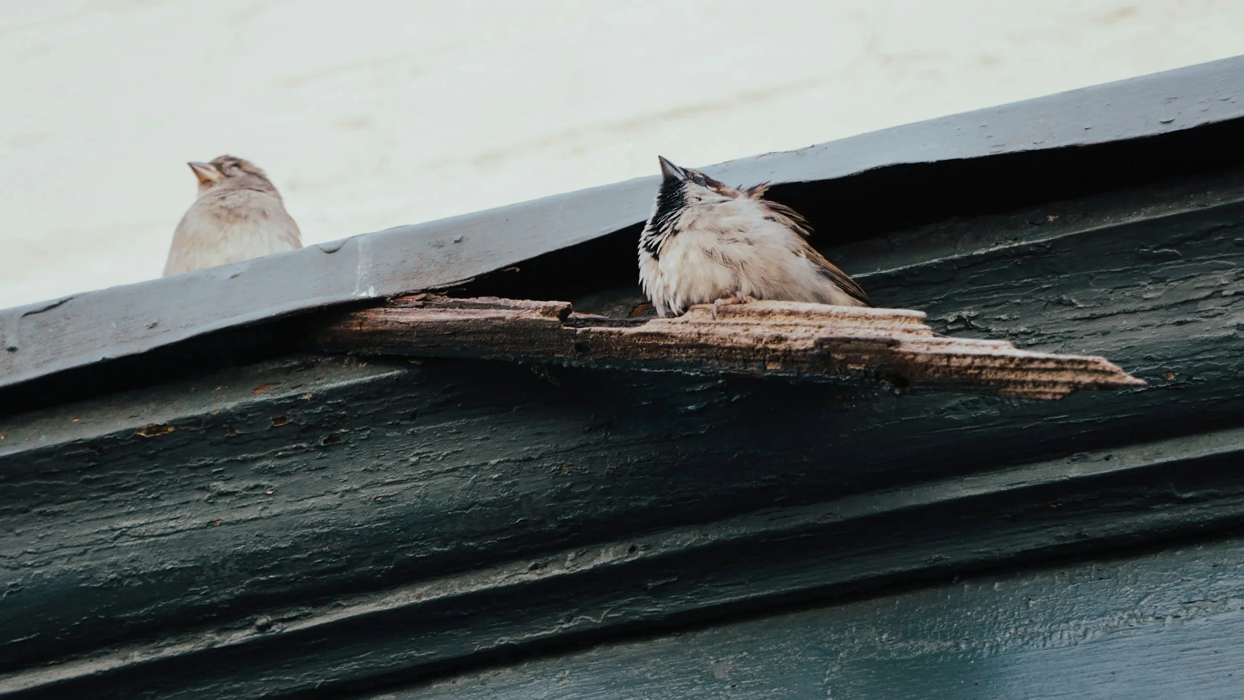 Two small birds resting on the edge of a weathered, dark-colored wooden roof.