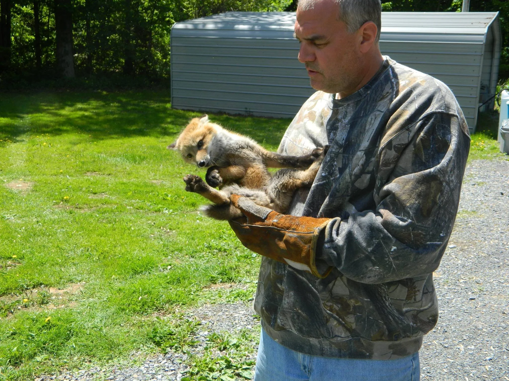 A man wearing a camouflage jacket and brown work gloves holding a small wolf pup outdoors on a grassy area with trees and a gray shed in the background.