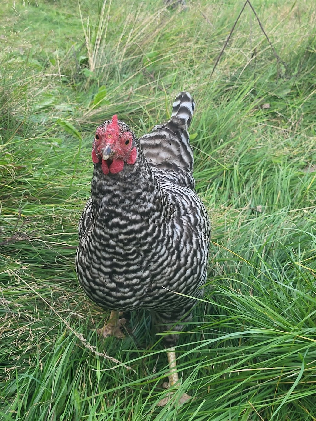 Heritage Breed Chickens