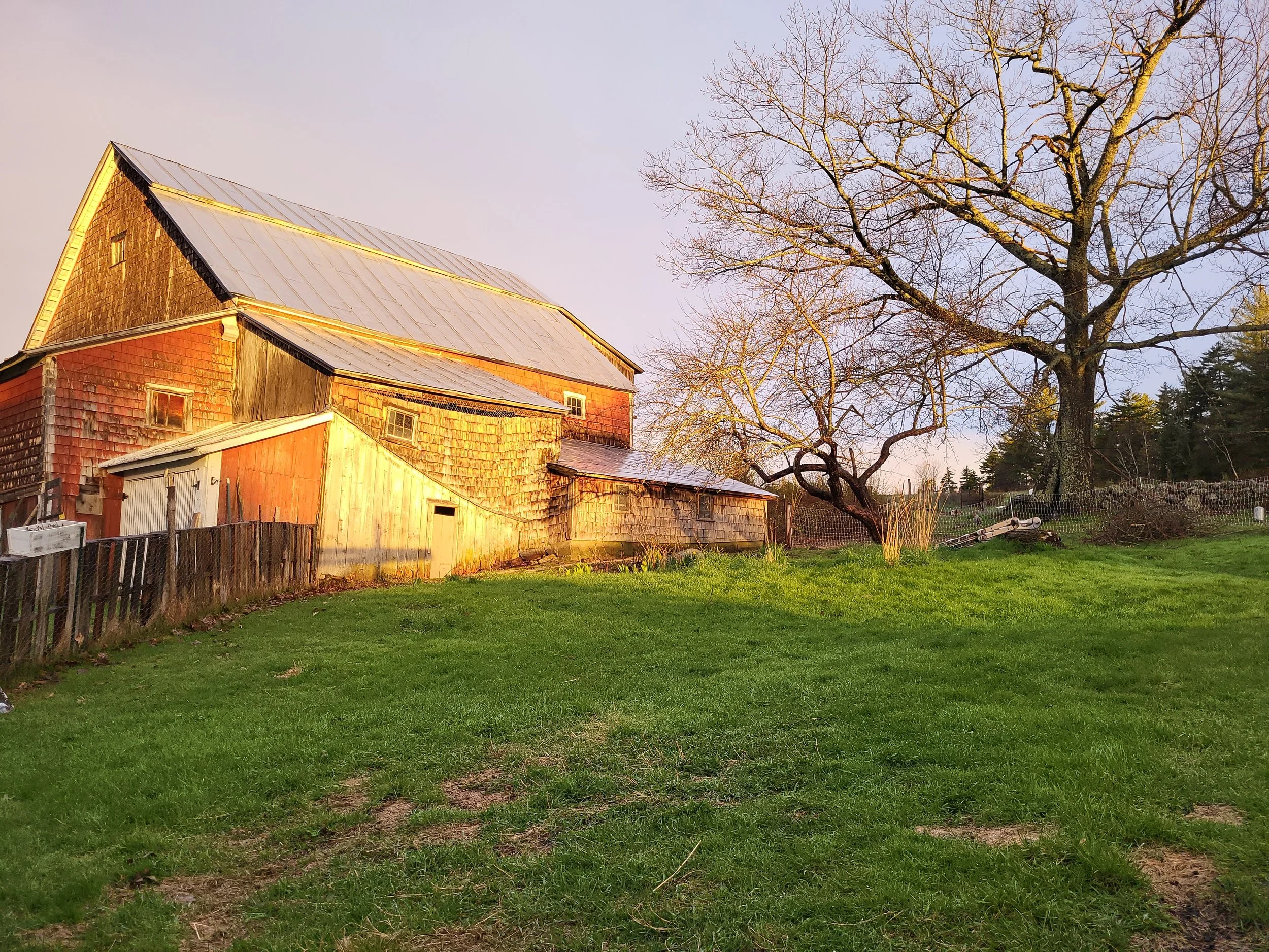 Sunset illuminates a rustic wooden barn with a weathered exterior, a large leafless tree, and a grassy yard with some fencing and gardening equipment.