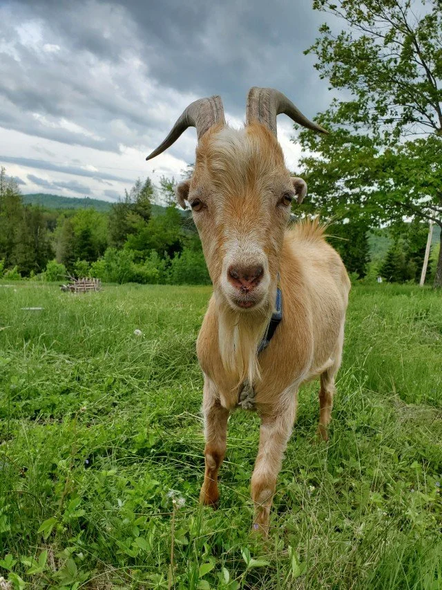 A goat standing in a grassy field with a cloudy sky and green trees in the background.