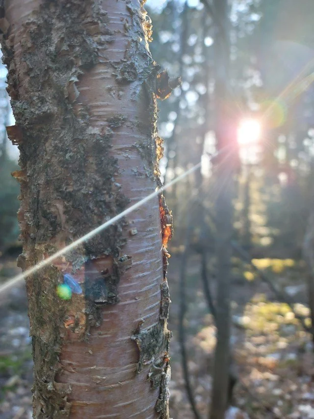 Close-up of a tree trunk in a forest with sunlight shining through the trees.
