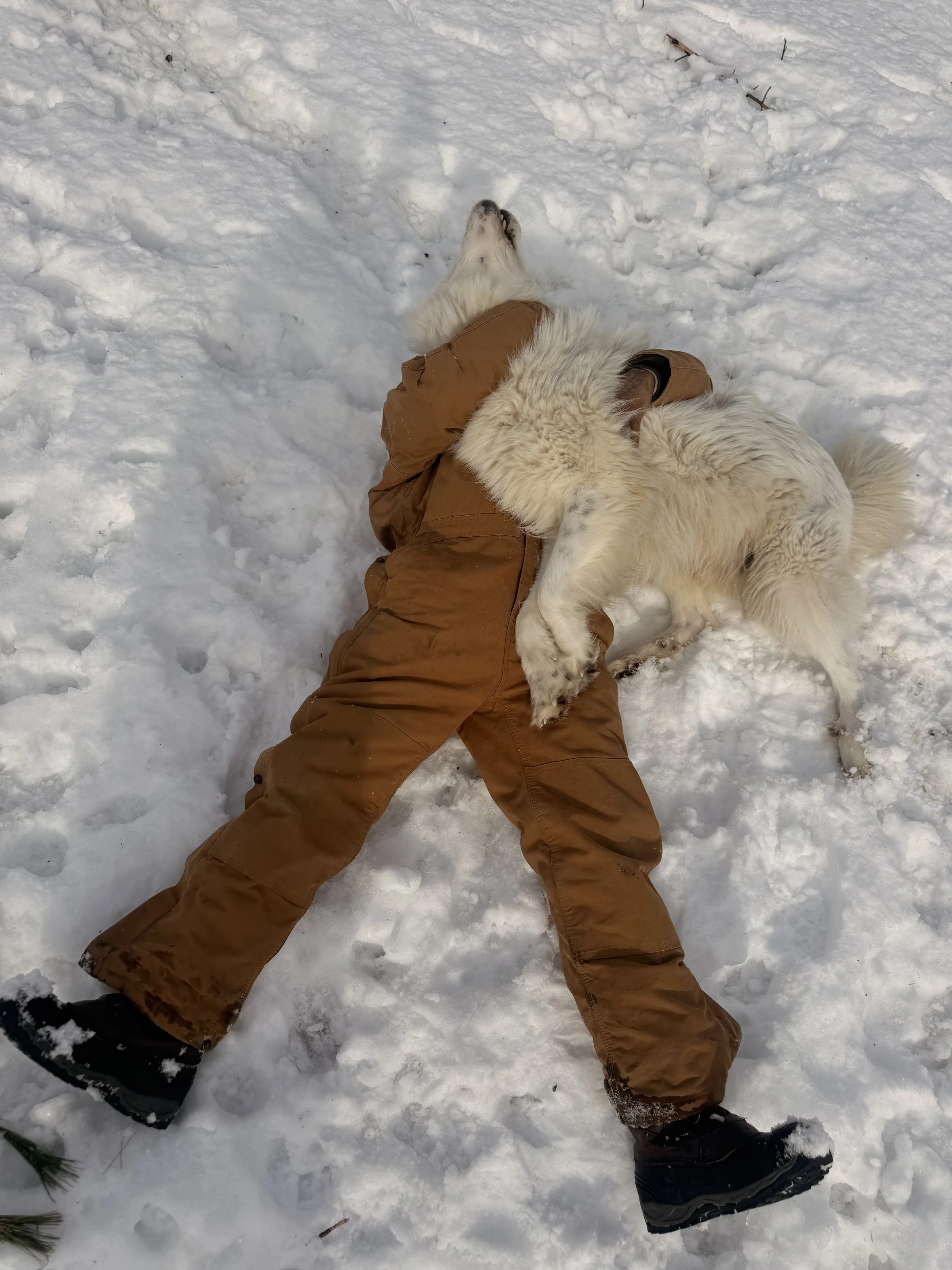 Person lying on snow wearing brown winter clothing while playing with a large, white, fluffy dog.