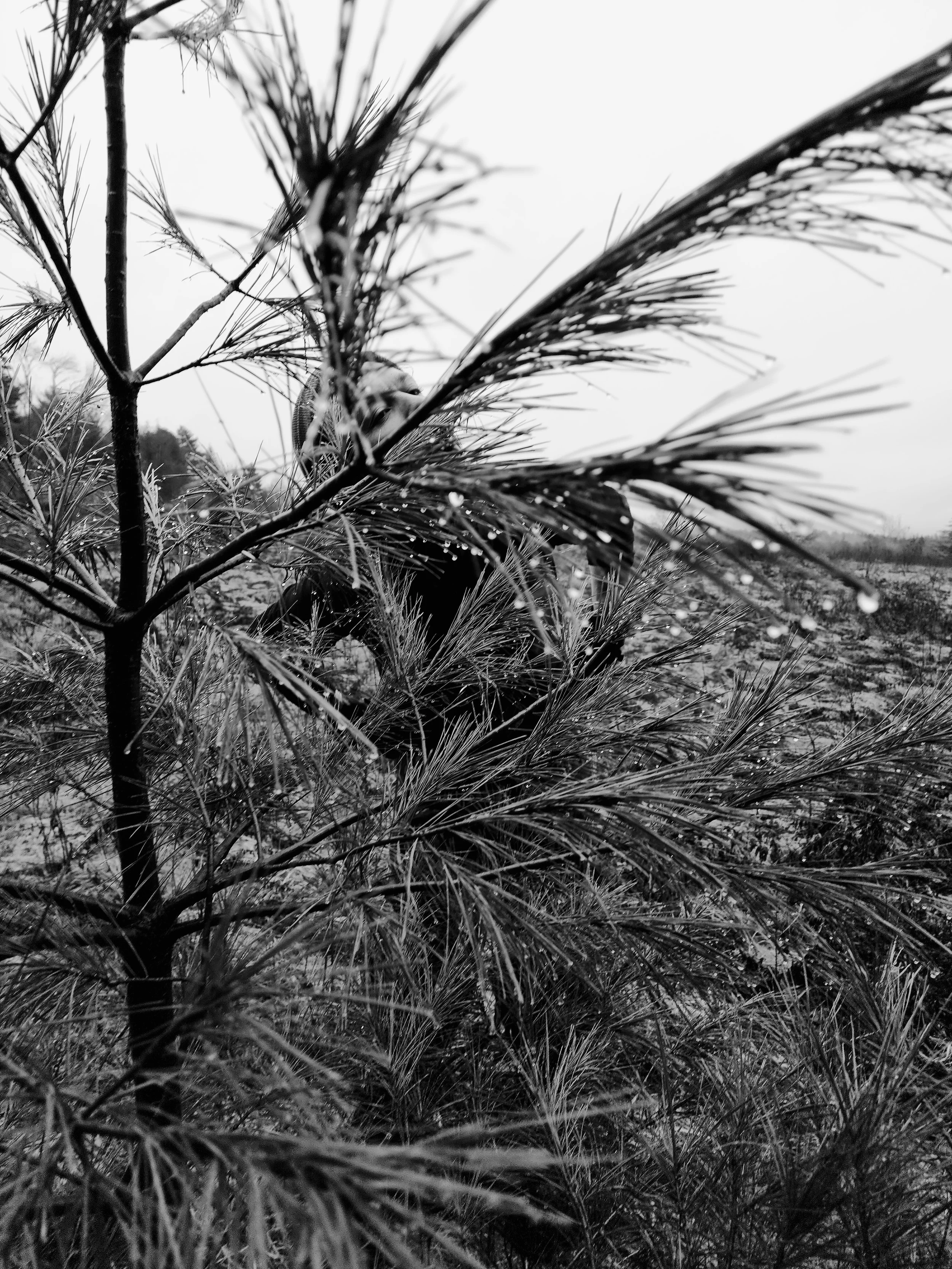 Black and white photo of a person partially obscured by pine tree branches with water droplets on the needles, in an outdoor setting.
