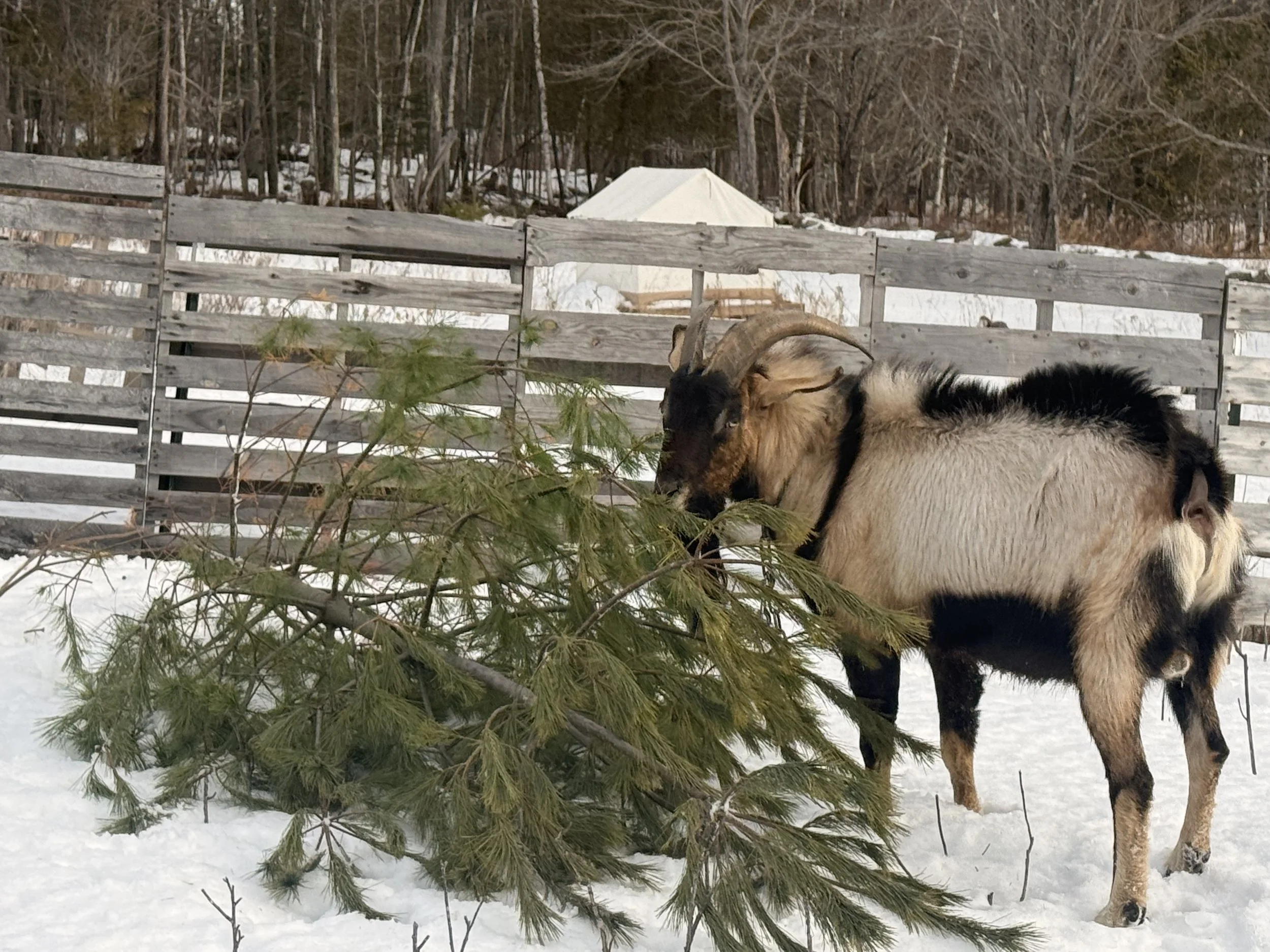 Two goats eating a fallen pine tree in a snow-covered yard with a wooden fence and trees in the background.