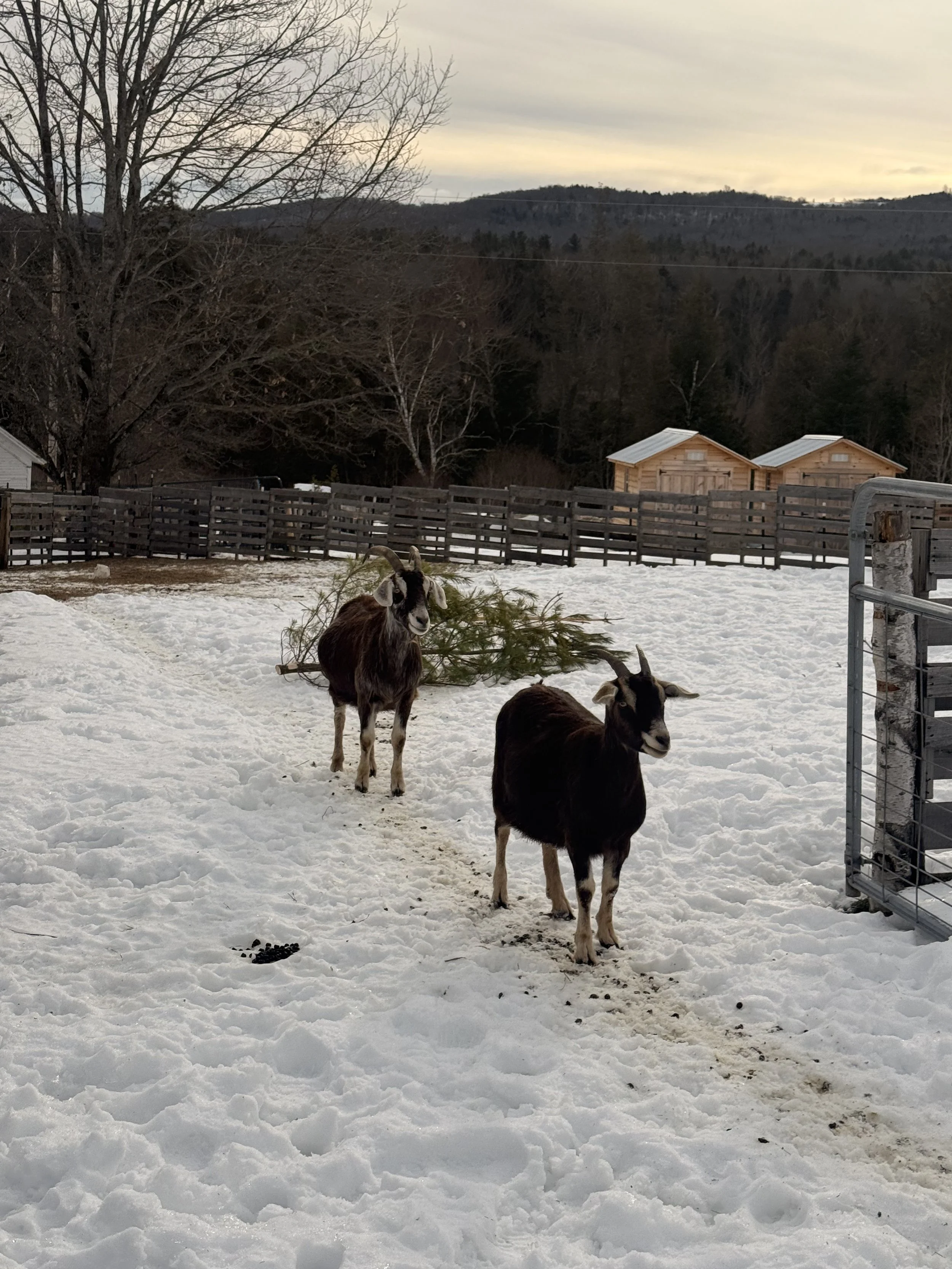 Two goats standing on a snow-covered ground in a fenced outdoor area with trees and hills in the background.