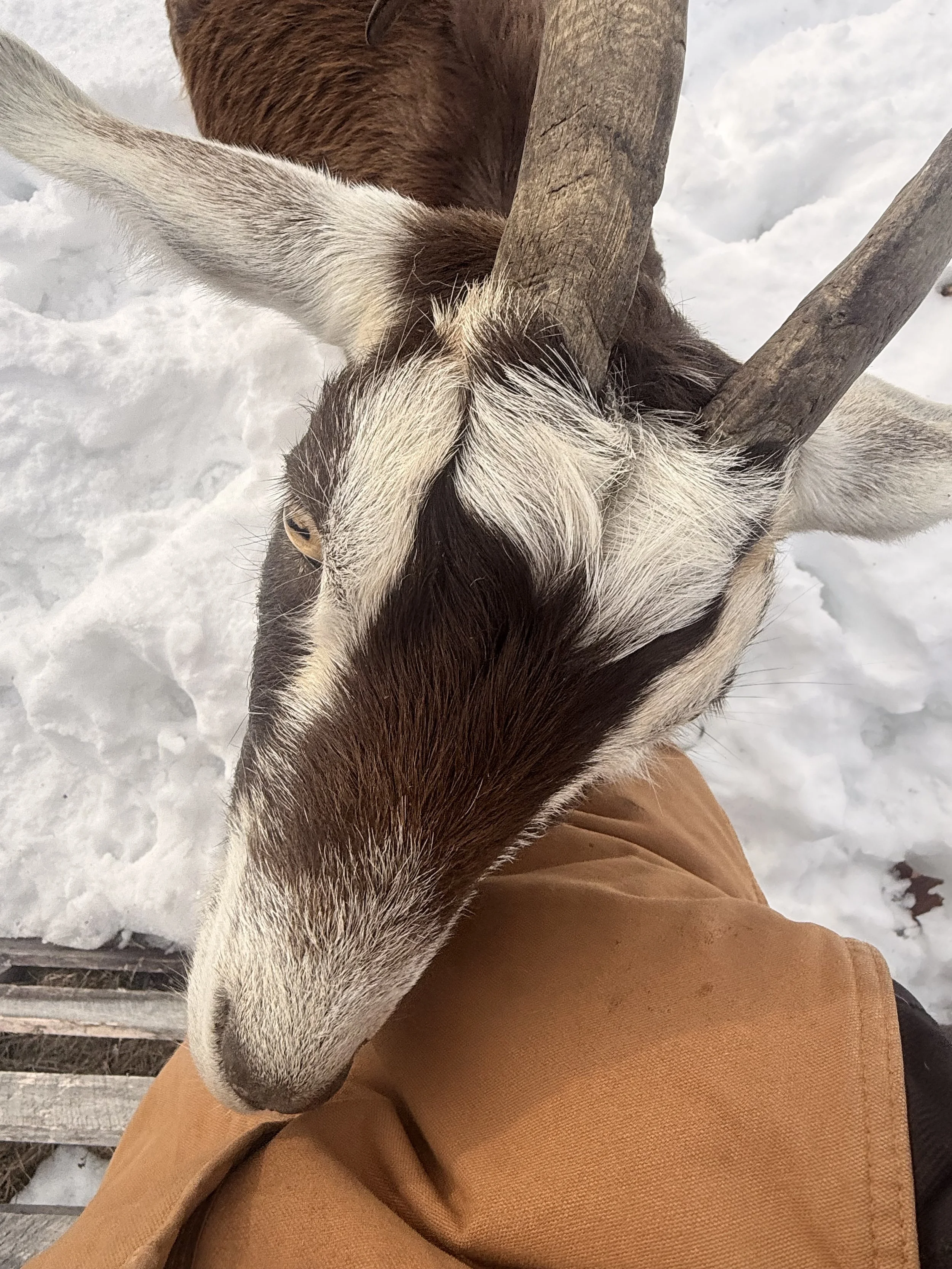 A goat with brown and white fur and black markings on its face, leaning on a person's leg against a snowy background.