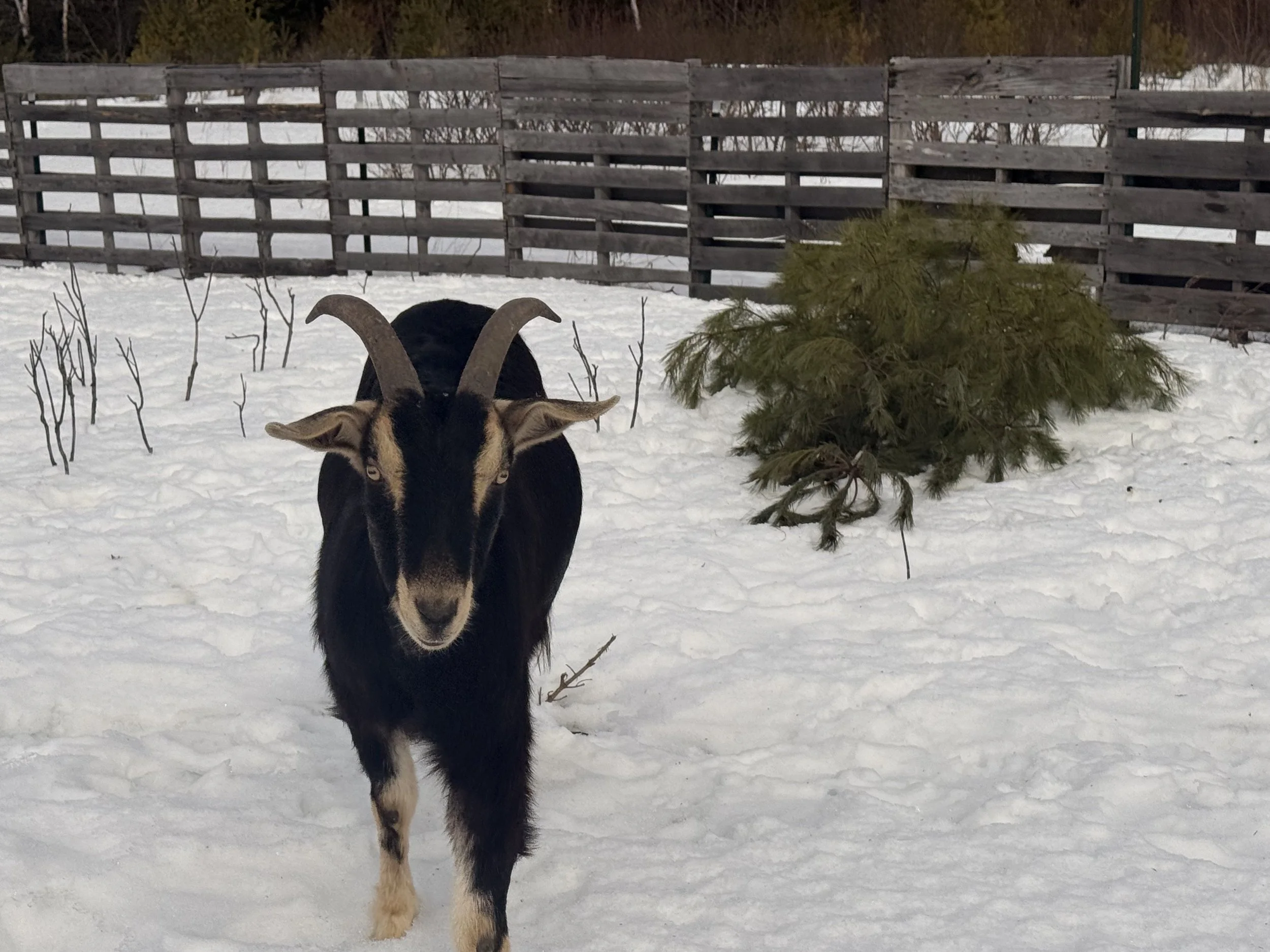A black and tan goat with curved horns standing in snow. There is a wooden fence and a small evergreen tree in the background.