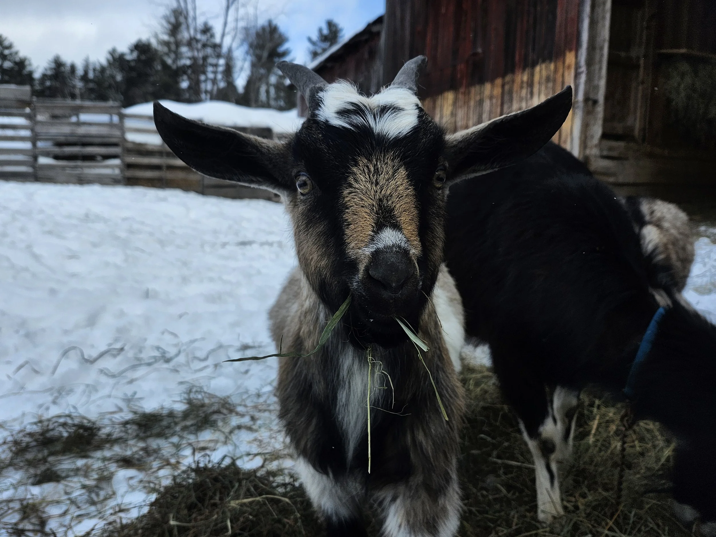 Young goat with black and white fur eating hay in a snowy farmyard.