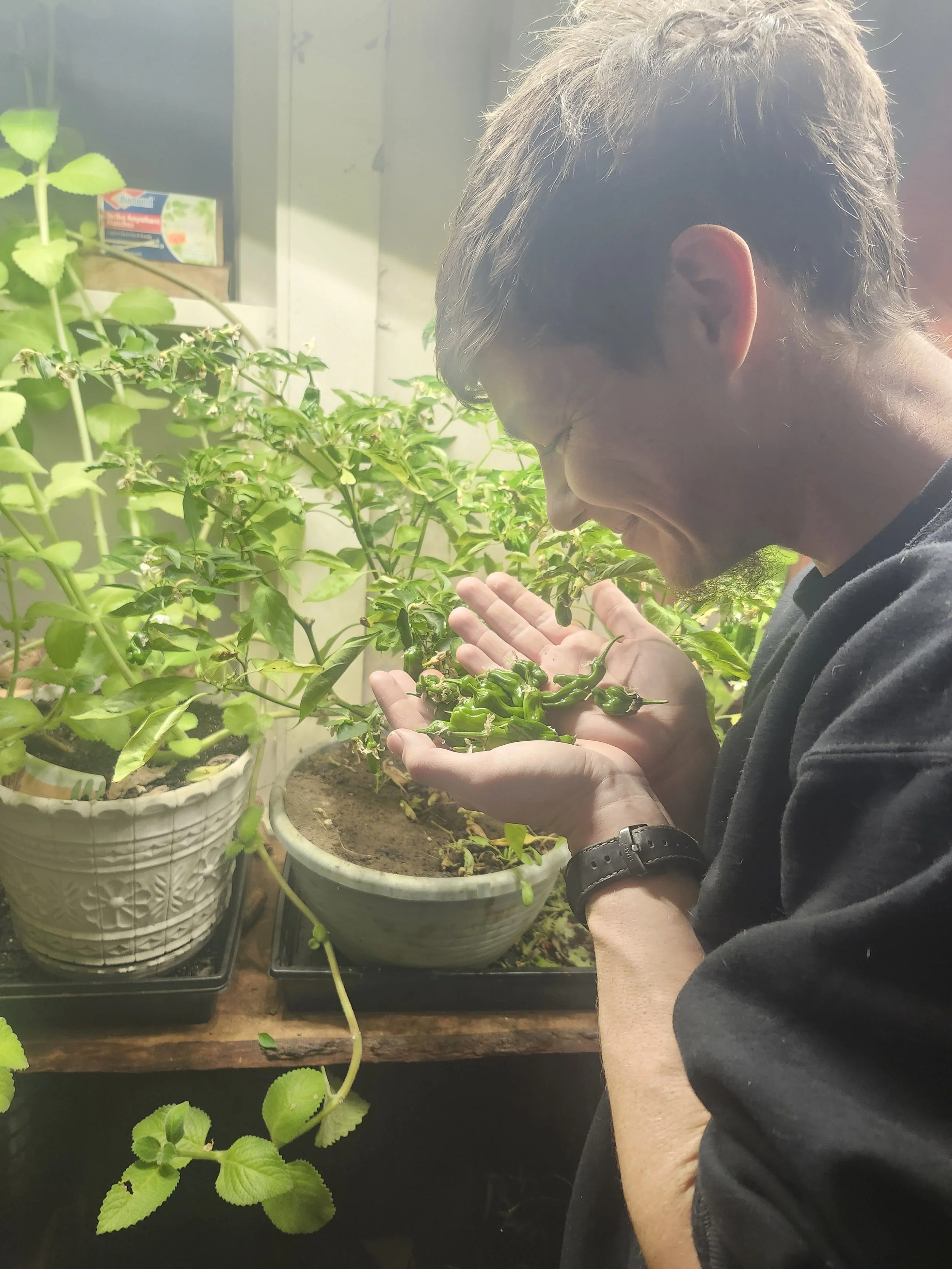 A young man holding a small green chili pepper plant in his hand, smiling and looking at it in a room with potted plants.