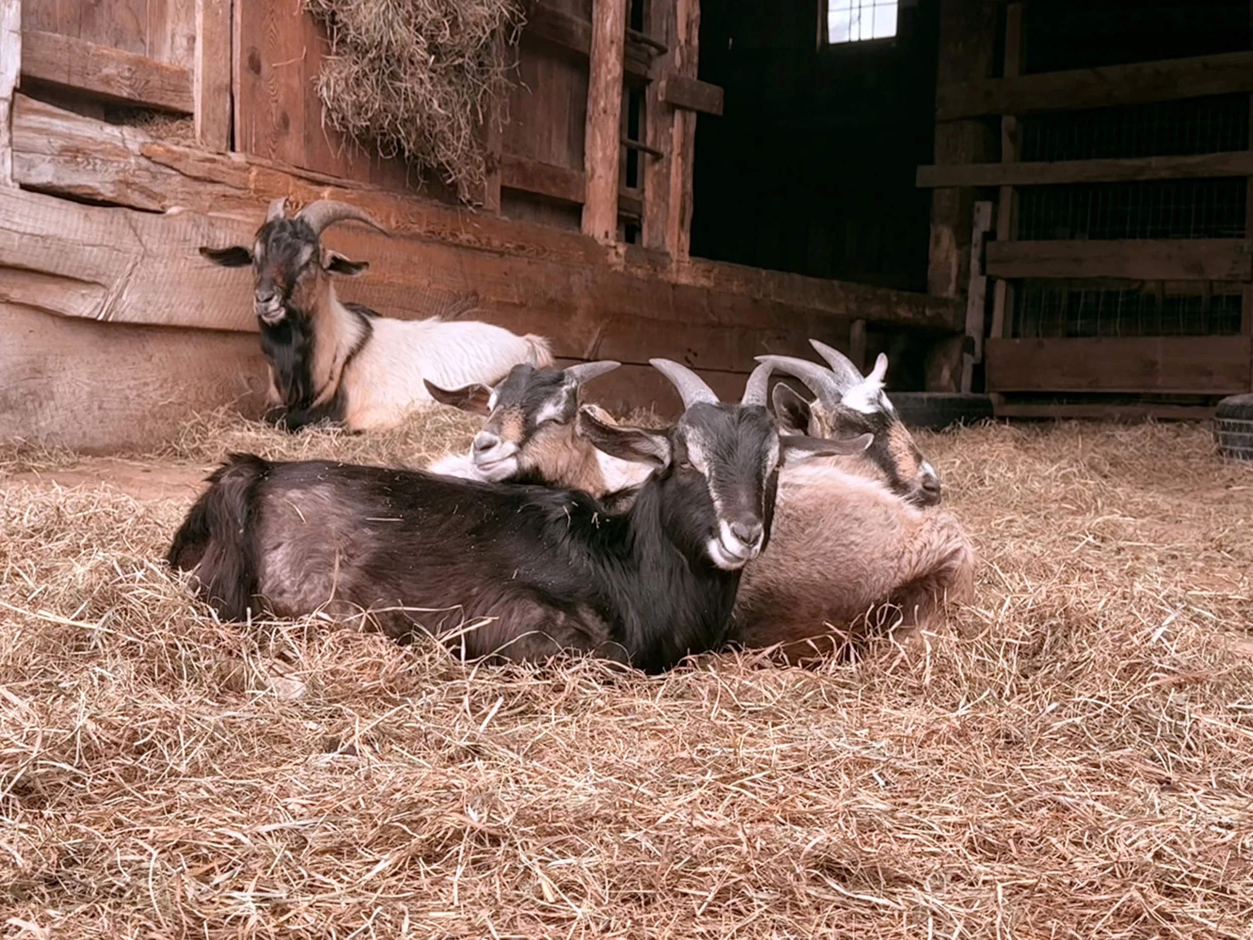 A group of five goats resting on straw inside a wooden barn.