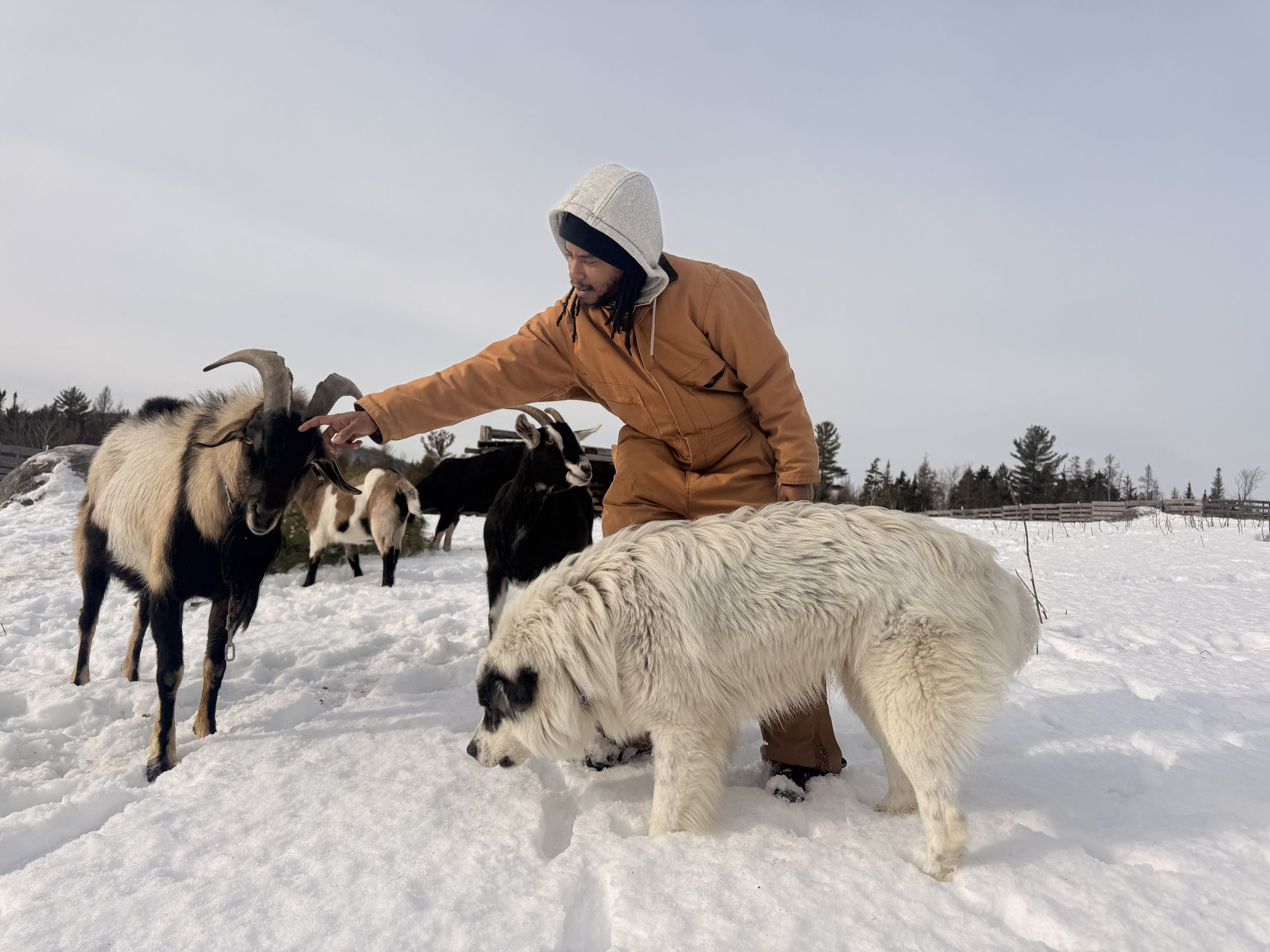 Person in brown coat and gray hoodie petting goats and dog on snow-covered field.
