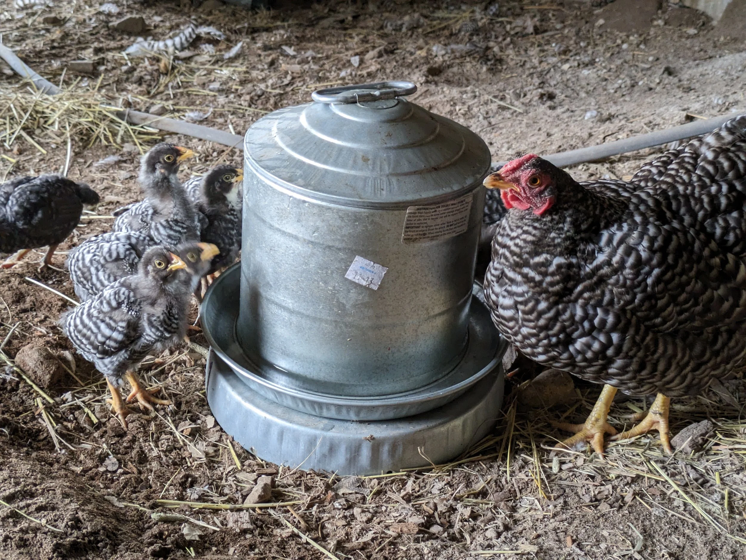 baby chicks (Dominiques)