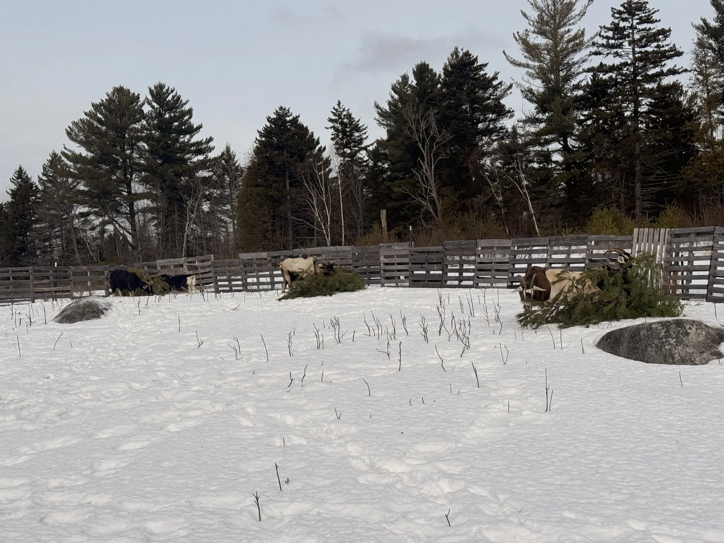 Goats eating evergreen branches in a snow-covered outdoor enclosure with a wooden fence and pine trees in the background.