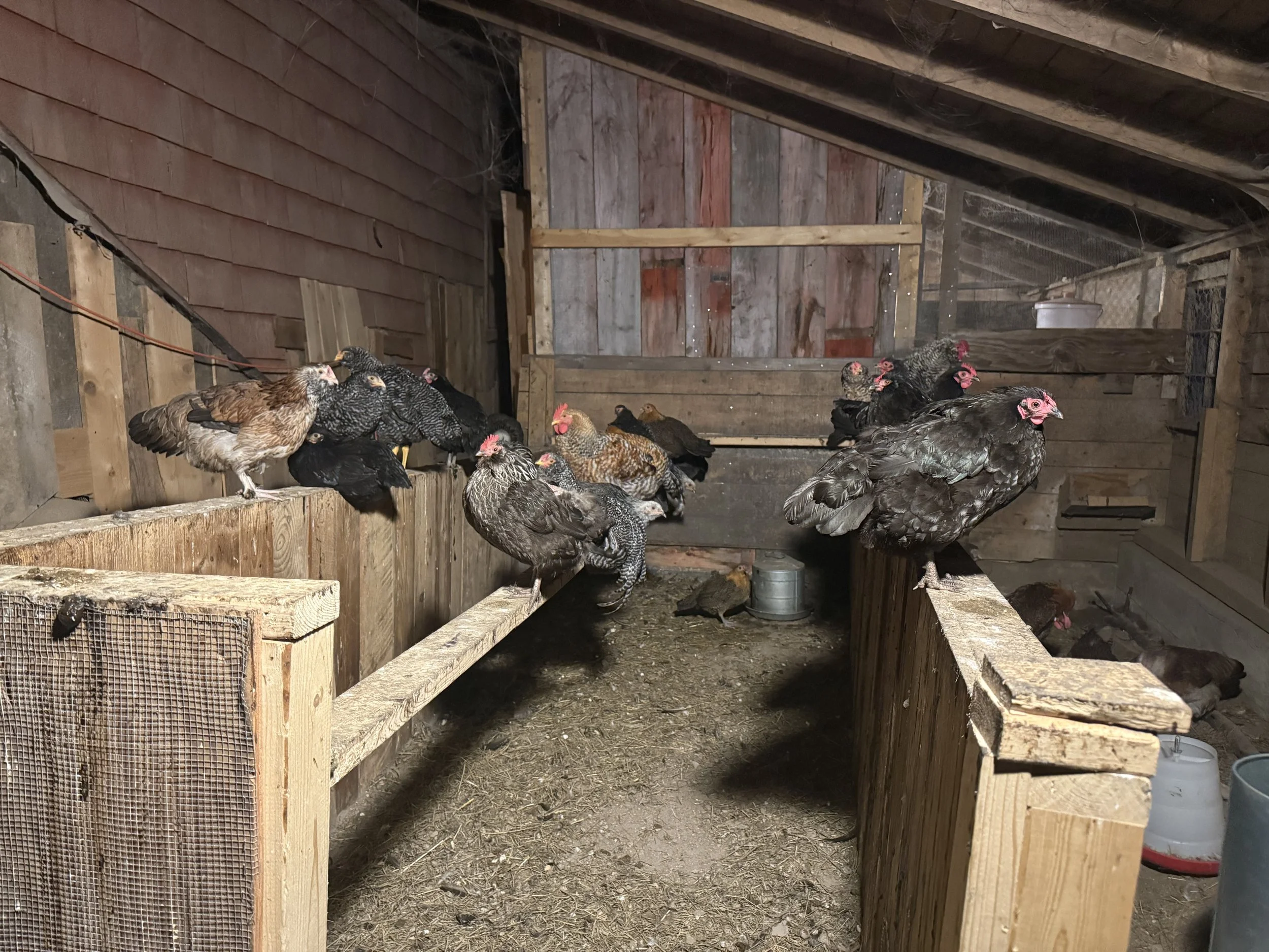 chickens in the barn outside their coop
