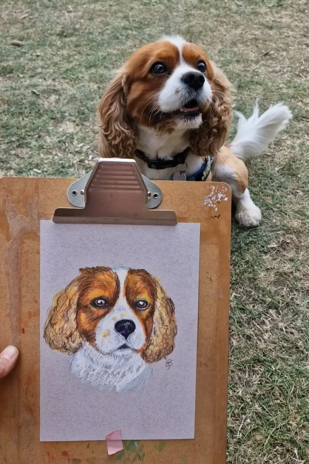 A dog with brown, white, and black fur sits on grass behind a wooden drawing board, looking up with a slightly open mouth. Attached to the board is a colorful drawing of the same dog.