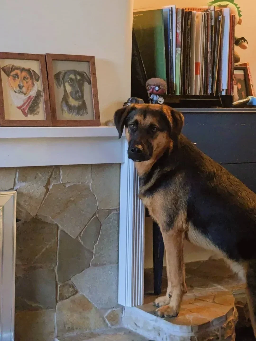 A large dog with a black and tan coat standing next to a fireplace with stone surround, looking at the camera. Behind the dog, there are two framed drawings of dogs on the mantel. 