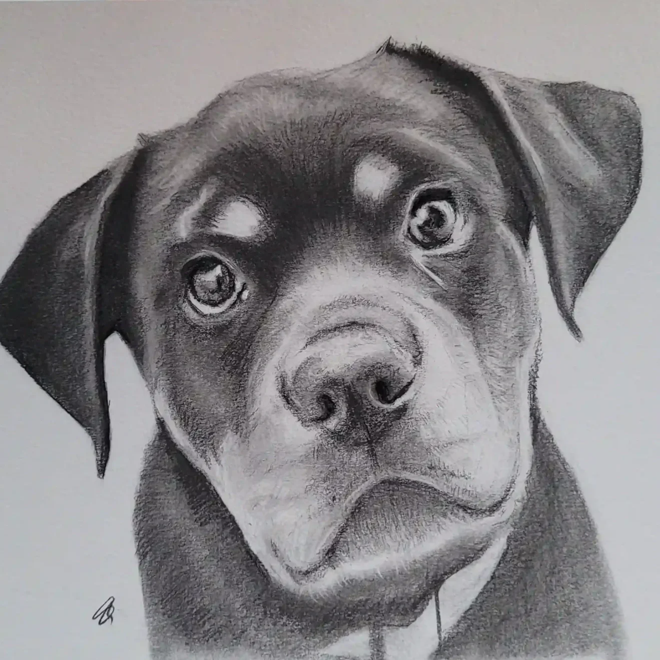 Fast&Freestyle Pet Portraits