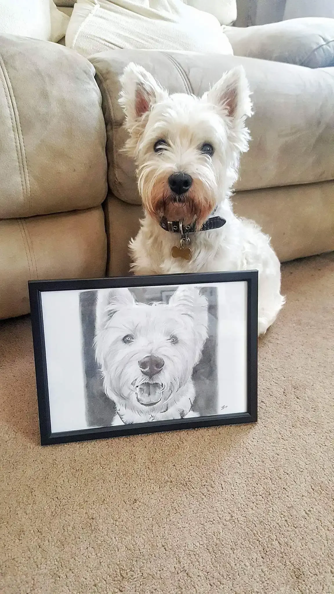 A white dog with pointy ears and a black collar sitting on a beige carpet next to a framed black-and-white drawing of the same dog. The dog appears to be smiling.
