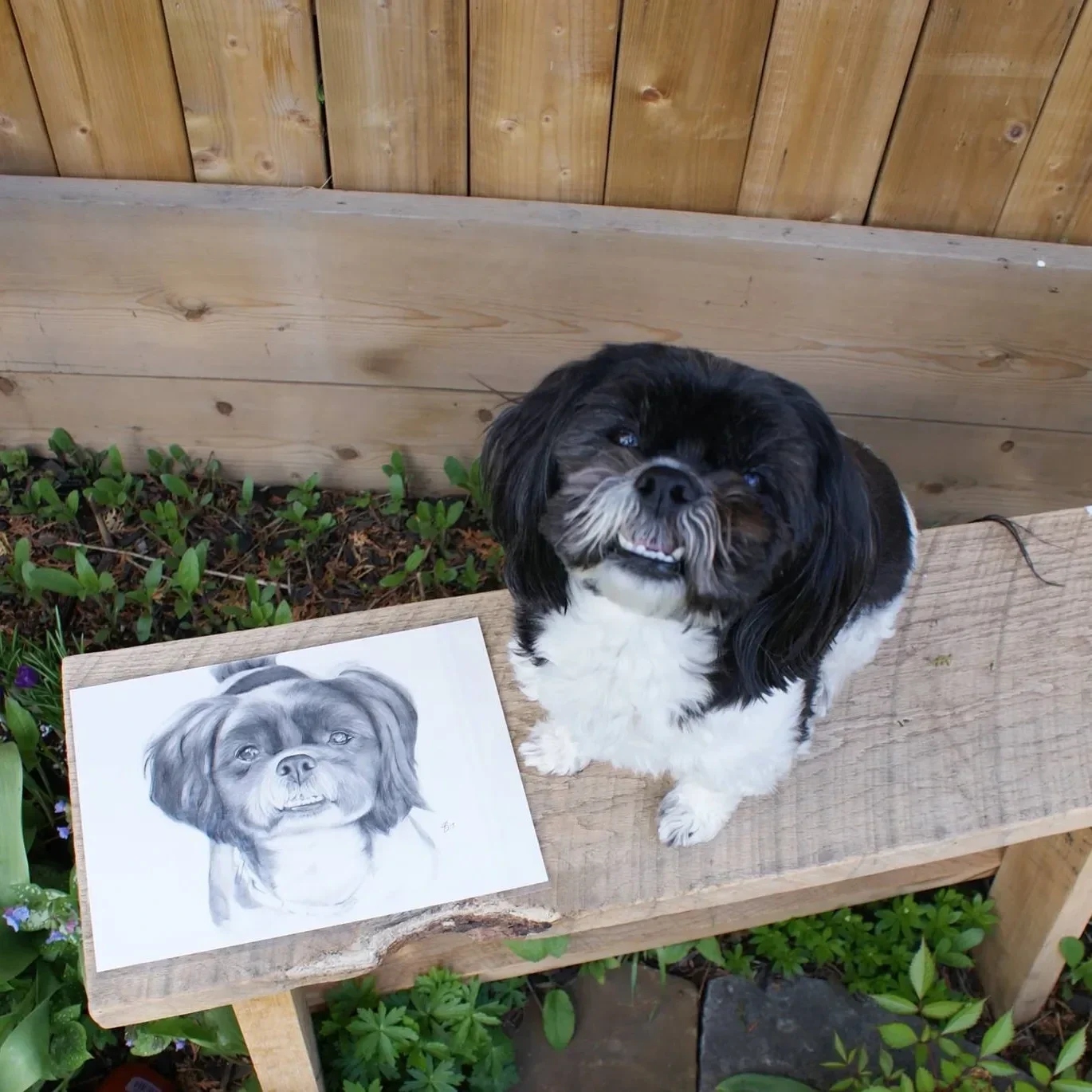 A black and white Lhasa Apso dog standing on a wooden bench next to a drawing of itself, with a wooden fence and green plants in the background. Molly, A4 Graphite, Canada.