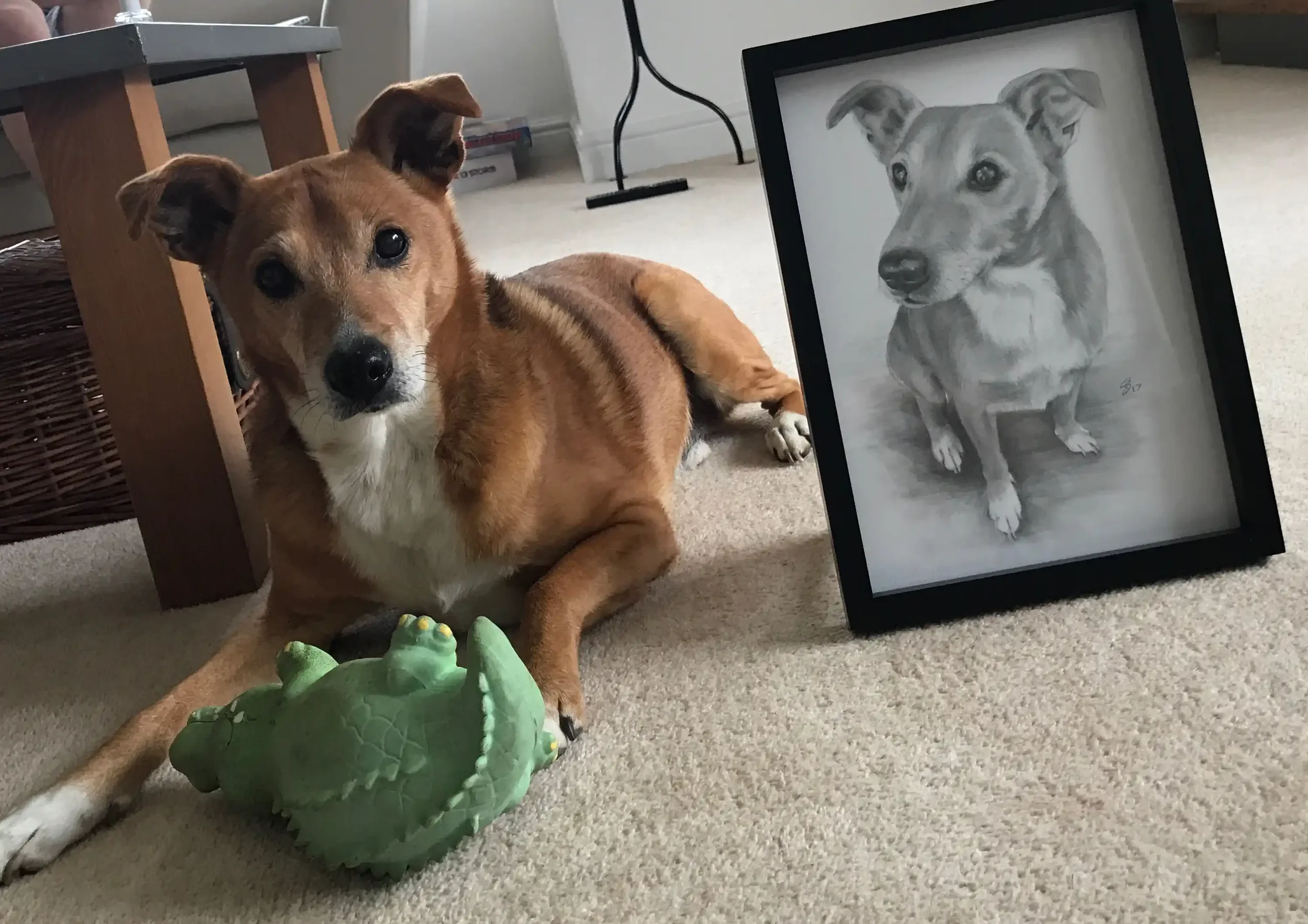 A dog lying on a carpeted floor next to a green rubber crocodile toy, with a framed pencil sketch of the same dog propped against a piece of furniture in a living room.
