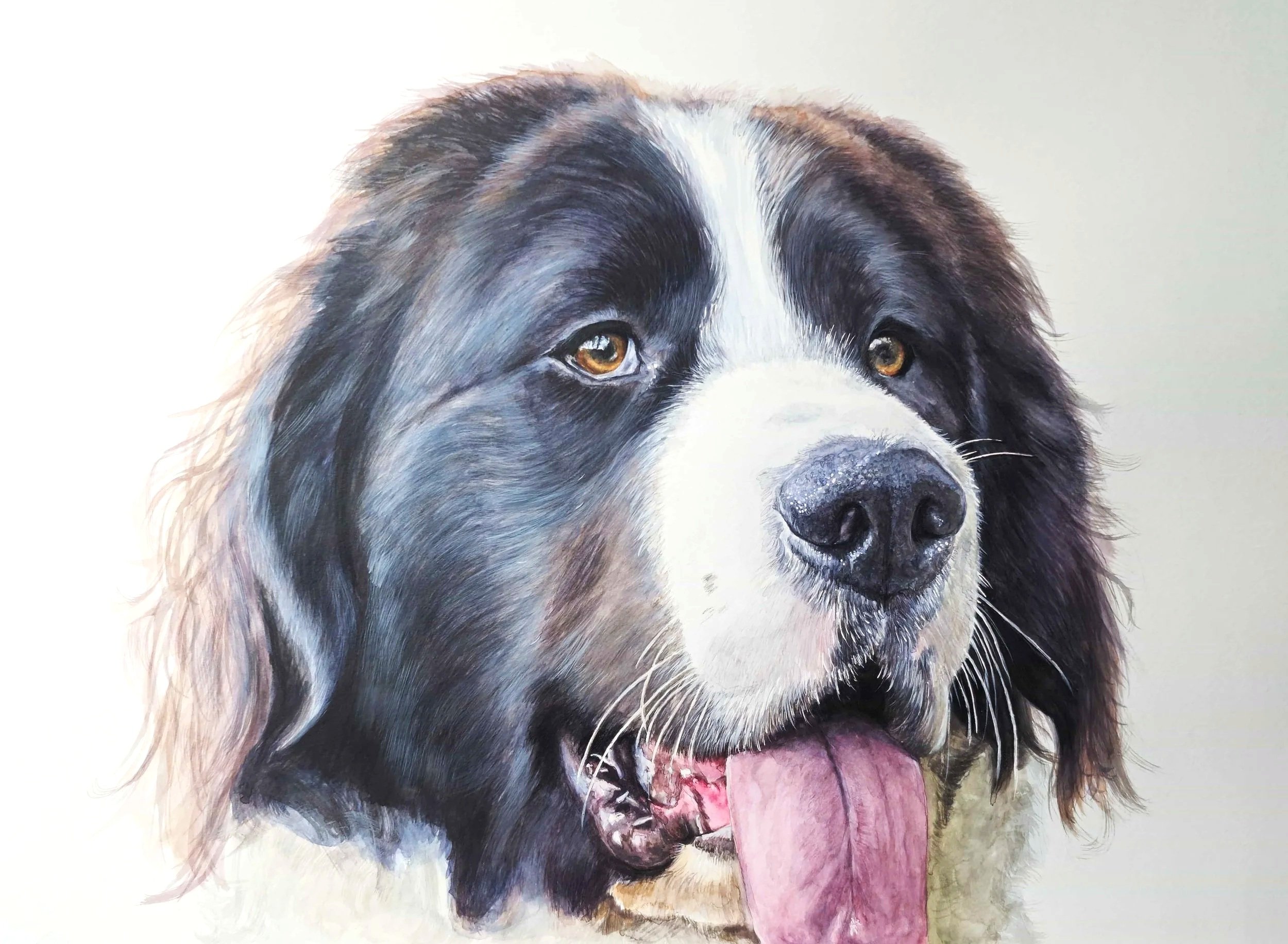 Photorealistic watercolour painting of a large black and white belgian mountain dog, with golden eyes, a pink tongue hanging out, and long fur.