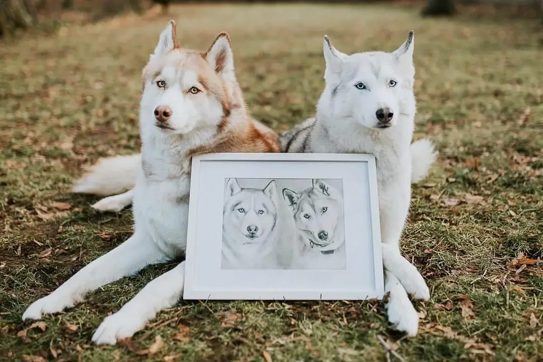 Two Siberian Huskies lying on the grass outdoors, with a framed pencil drawing of the same two dogs placed in front of them.