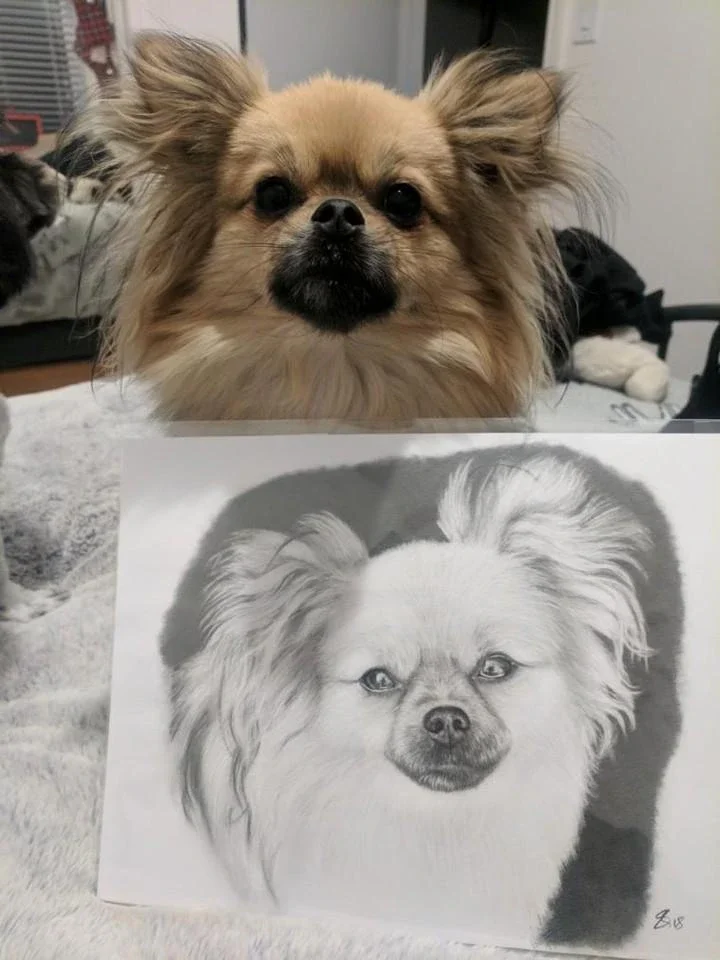 A small dog with long fur, standing behind a black and white pencil drawing of the same dog on paper. Milo, A4 Graphite, Canada. By Sophie Stock Art.